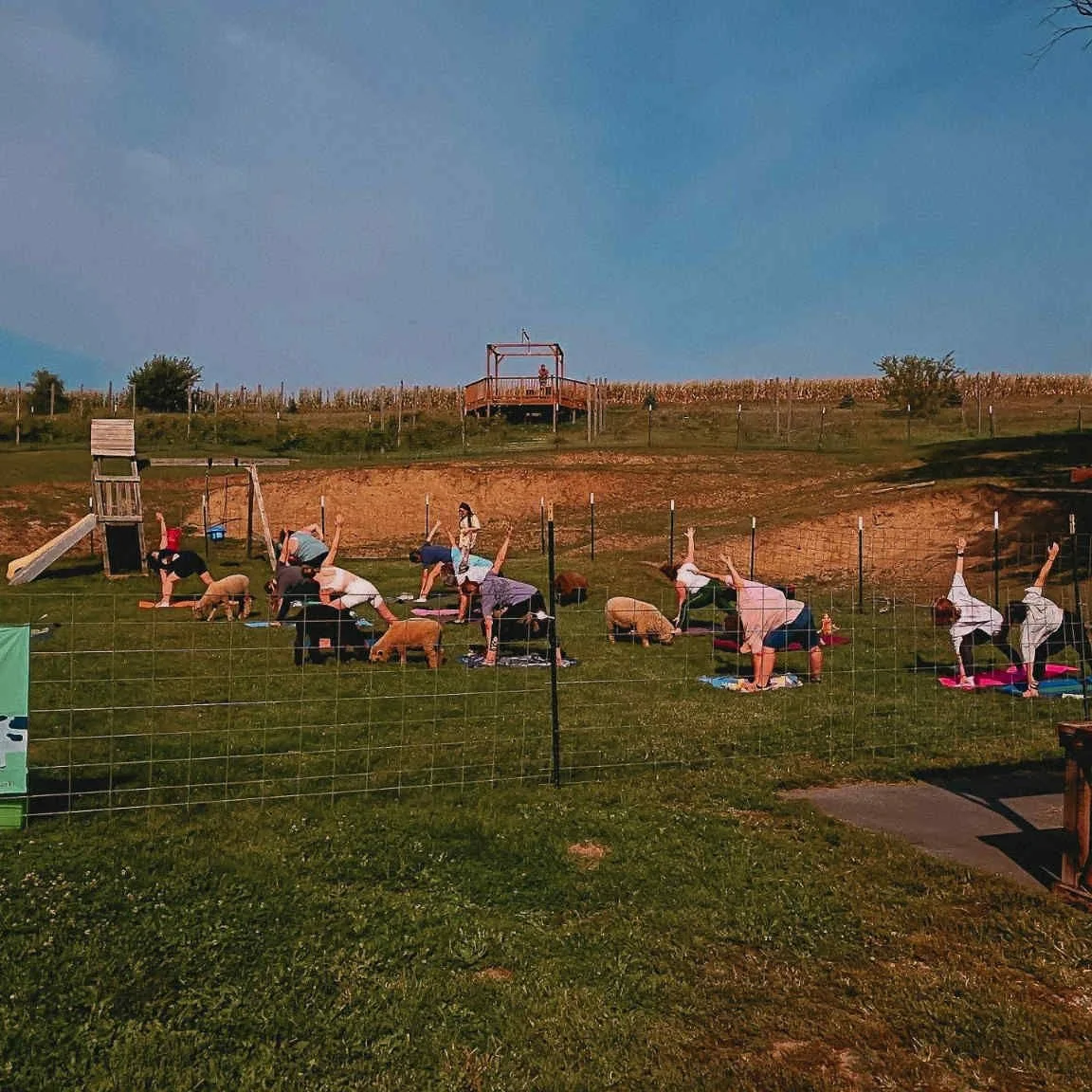 Group of people doing yoga outdoors on a grassy field, with some dogs, fenced area, and a small playground in the background under a blue sky.