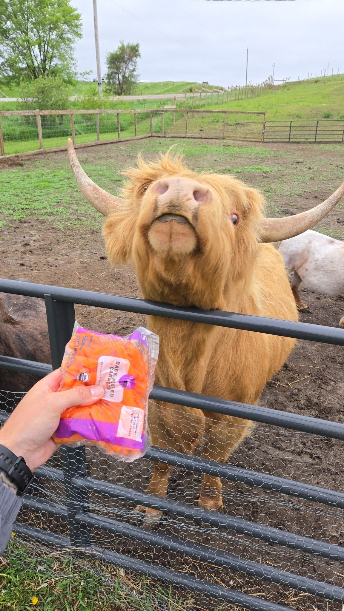 A person holding a bag of baby carrots feeding a friendly highland cow with large horns at a farm, with a metal fence separating them. Green fields and trees in the background.