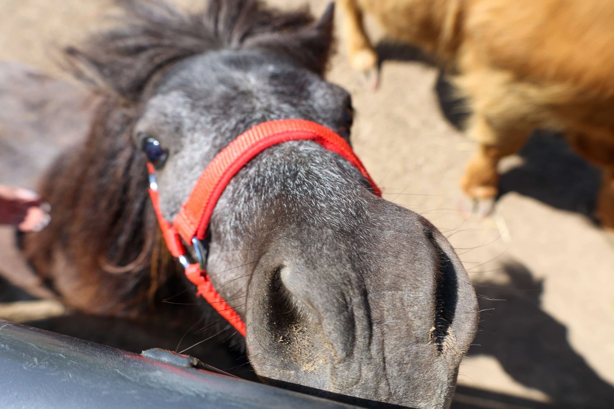 Close-up of a dark-colored dog wearing a red collar, sniffing a surface with other dogs in the background.