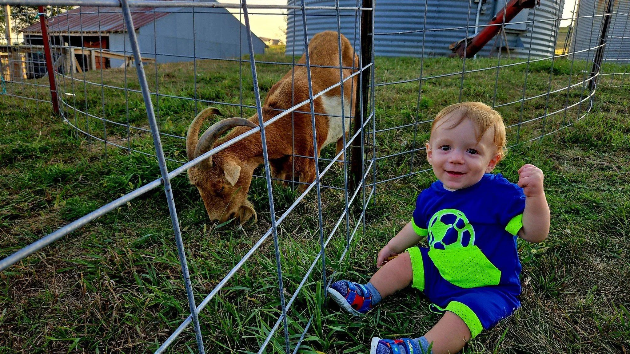 A young child with blond hair, wearing a blue and green soccer outfit, sitting on grass next to a fenced animal enclosure. Inside the enclosure, a brown goat with curved horns is grazing.