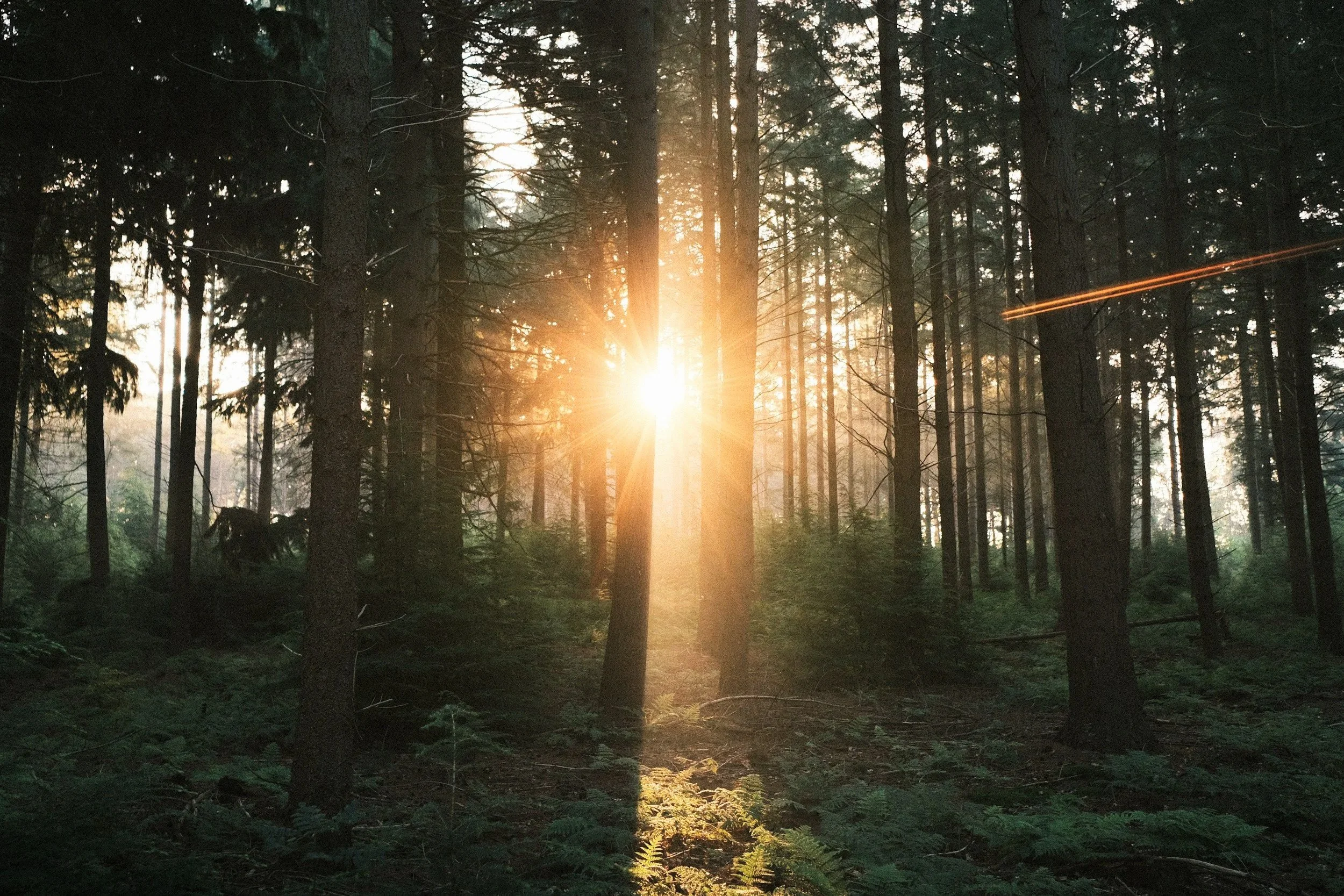 Sun setting through a dense forest with tall trees and green foliage.