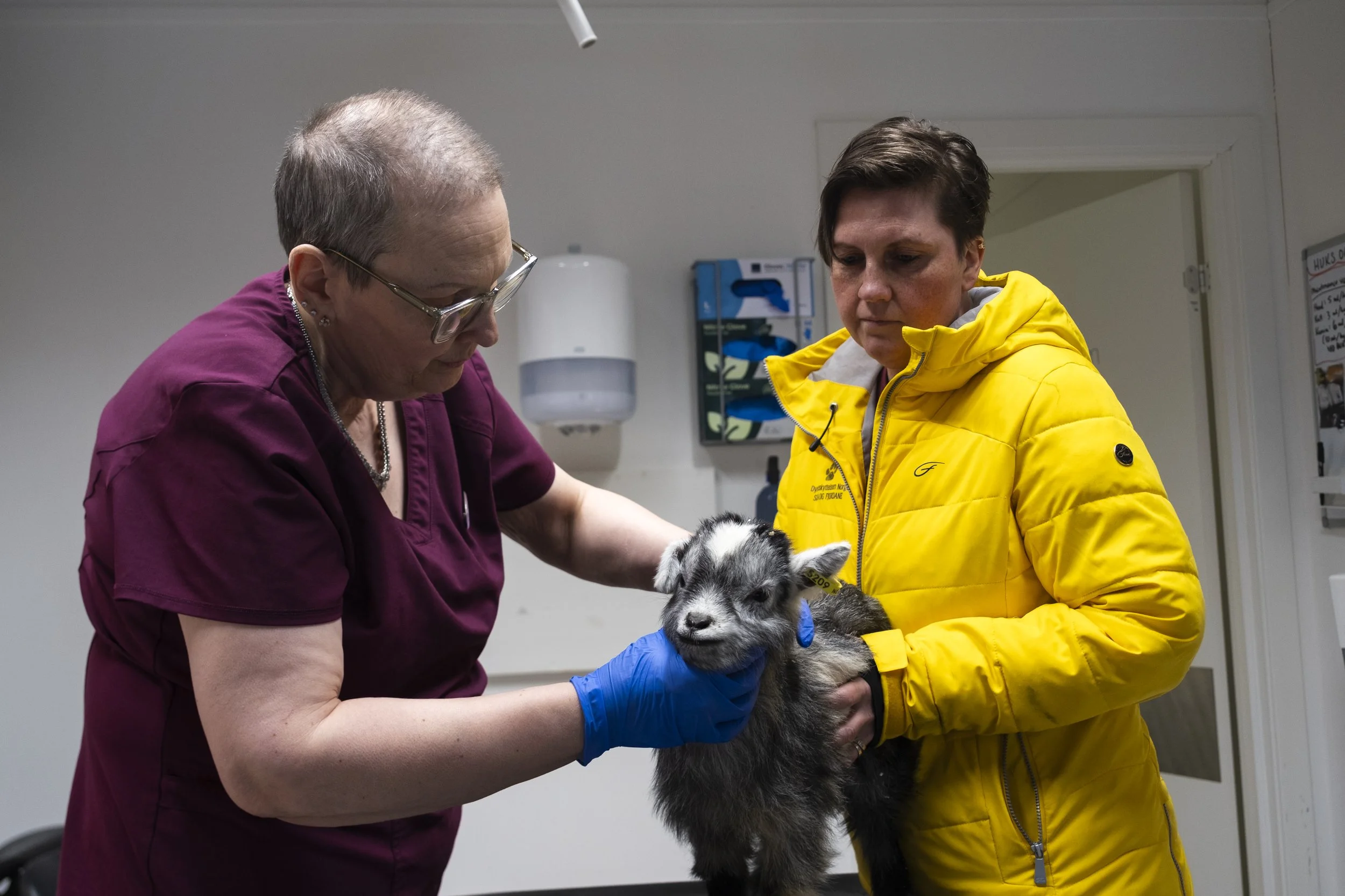 En veterinær undersøker en liten kje med en person i gul jakke i et klinikkrom. Foto: Benjamin Haug-Toklum