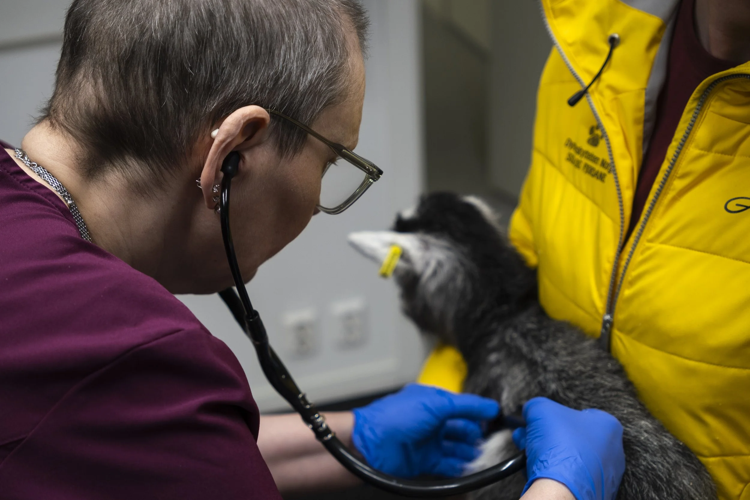 Veterinær som undersøker en hund i et klinikkmiljø. Foto: Benjamin Haug-Toklum