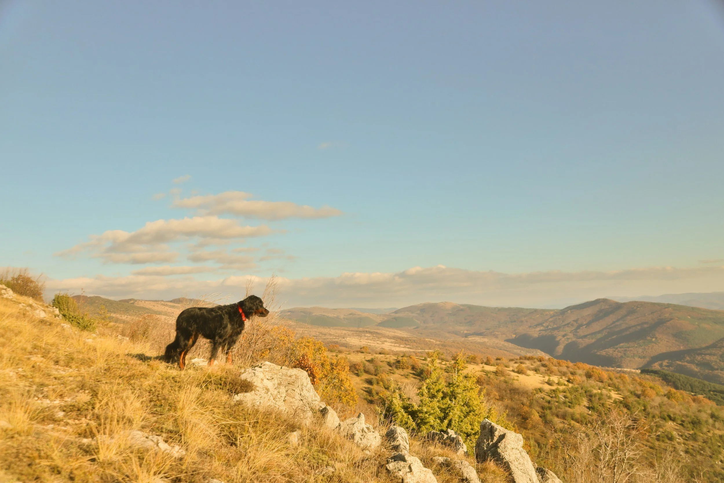 When Grief Is for a Pet (And Why That Loss Is Real)
