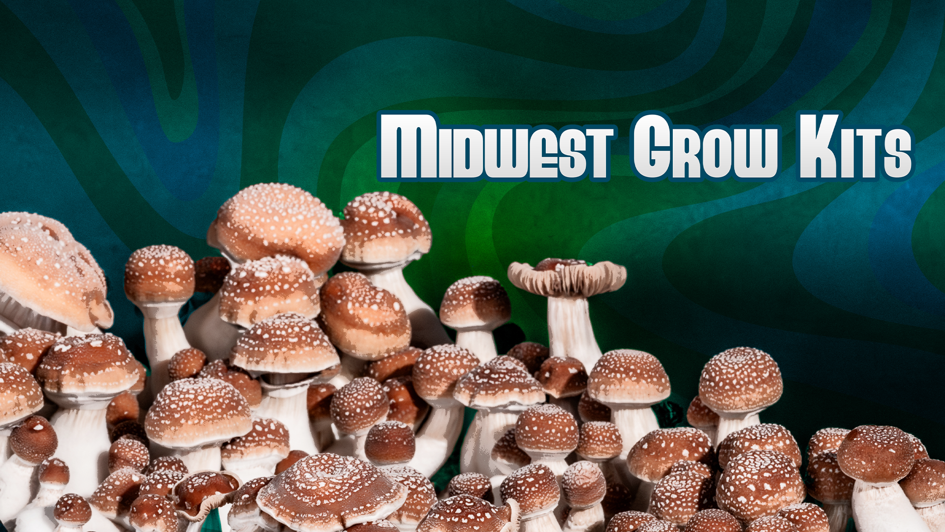 A cluster of shiitake mushrooms with brown caps and white stems set against a green and blue background. Bold text overlay reads 'Midwest Grow Kits' in large blue and white font.