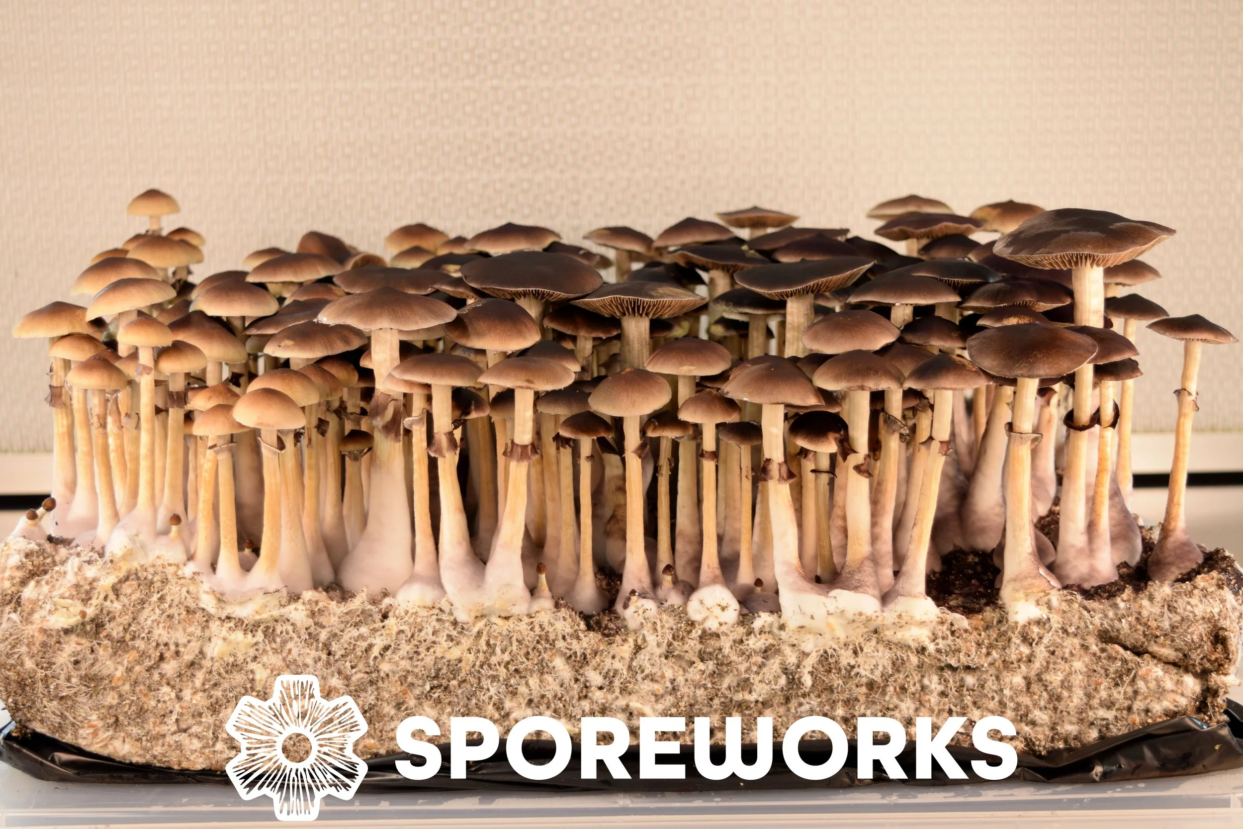 Mushrooms growing on a block of substrate in a controlled environment