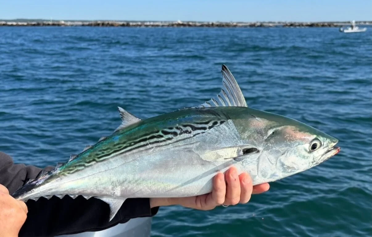 Albies are here!

#coastlinechartersri #stcroixrods #stcroix #westmarine  #coltonfly #coltonflyreels #narragansettfishingcharters #narragansett