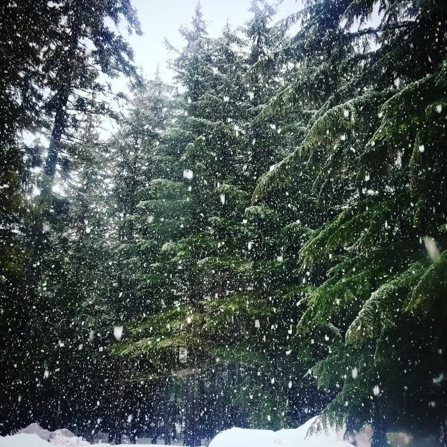Winter Tree Care Checklist