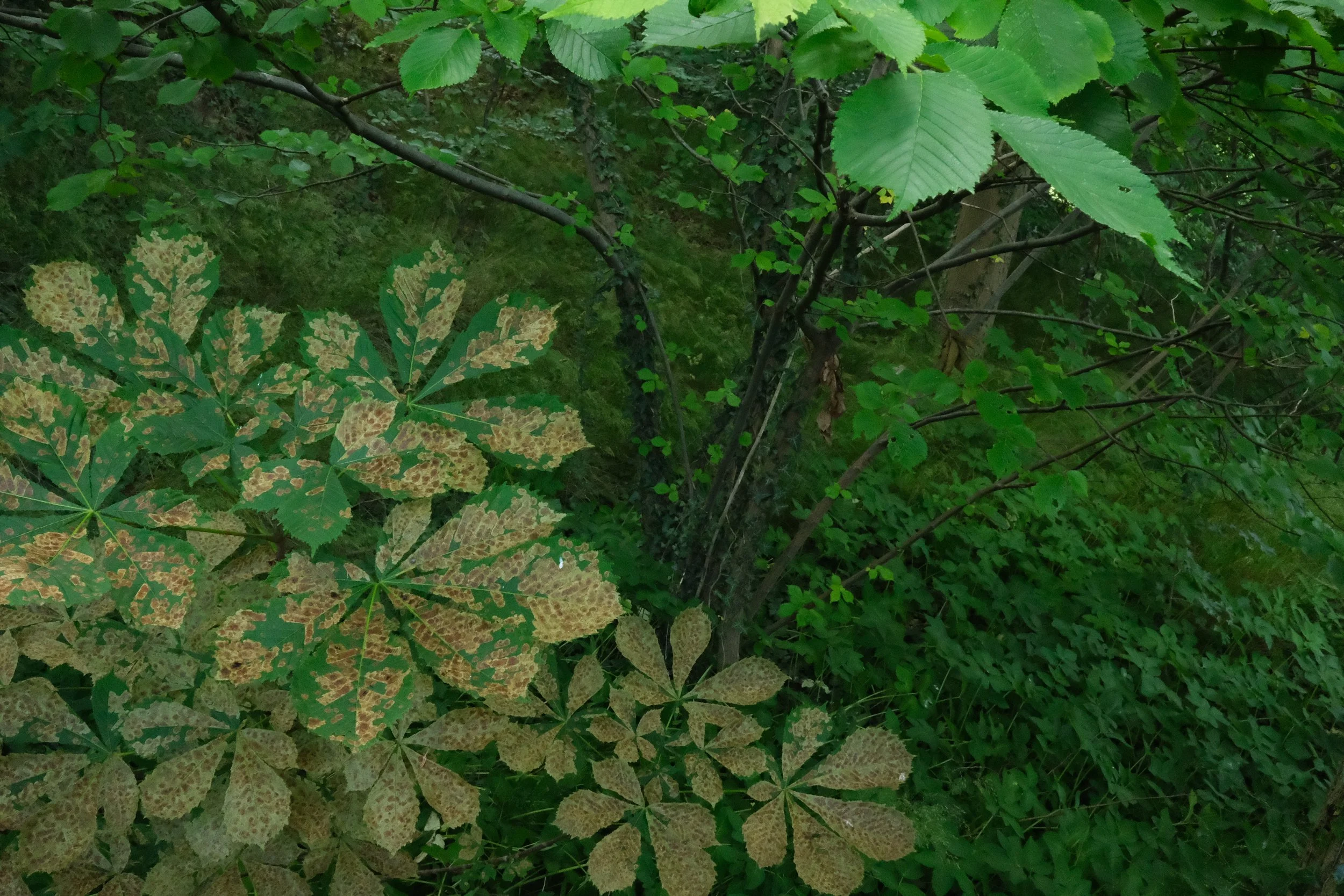 DSCF1512.JPG