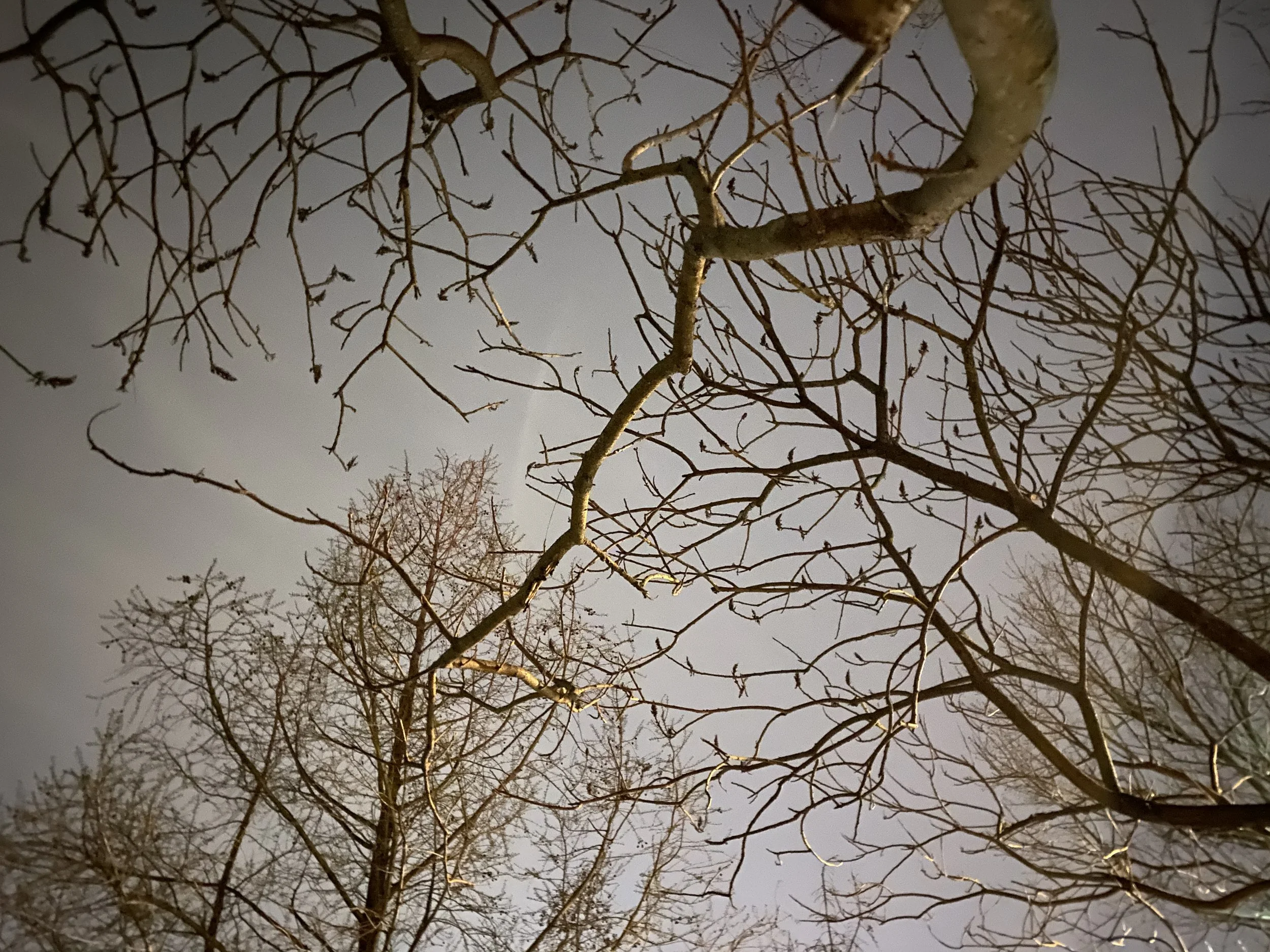 IMG_1976.jpeg
