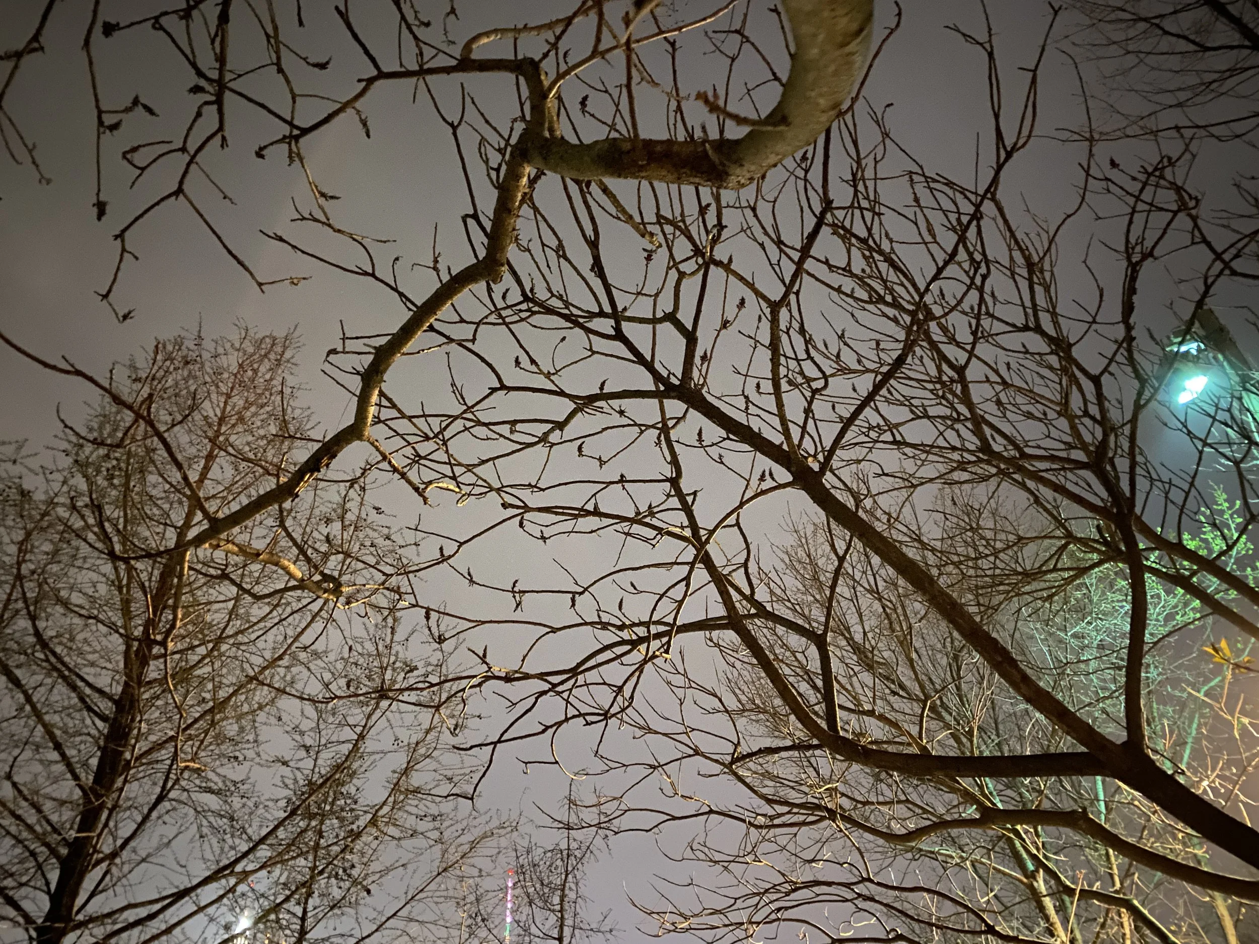 IMG_1977.jpeg