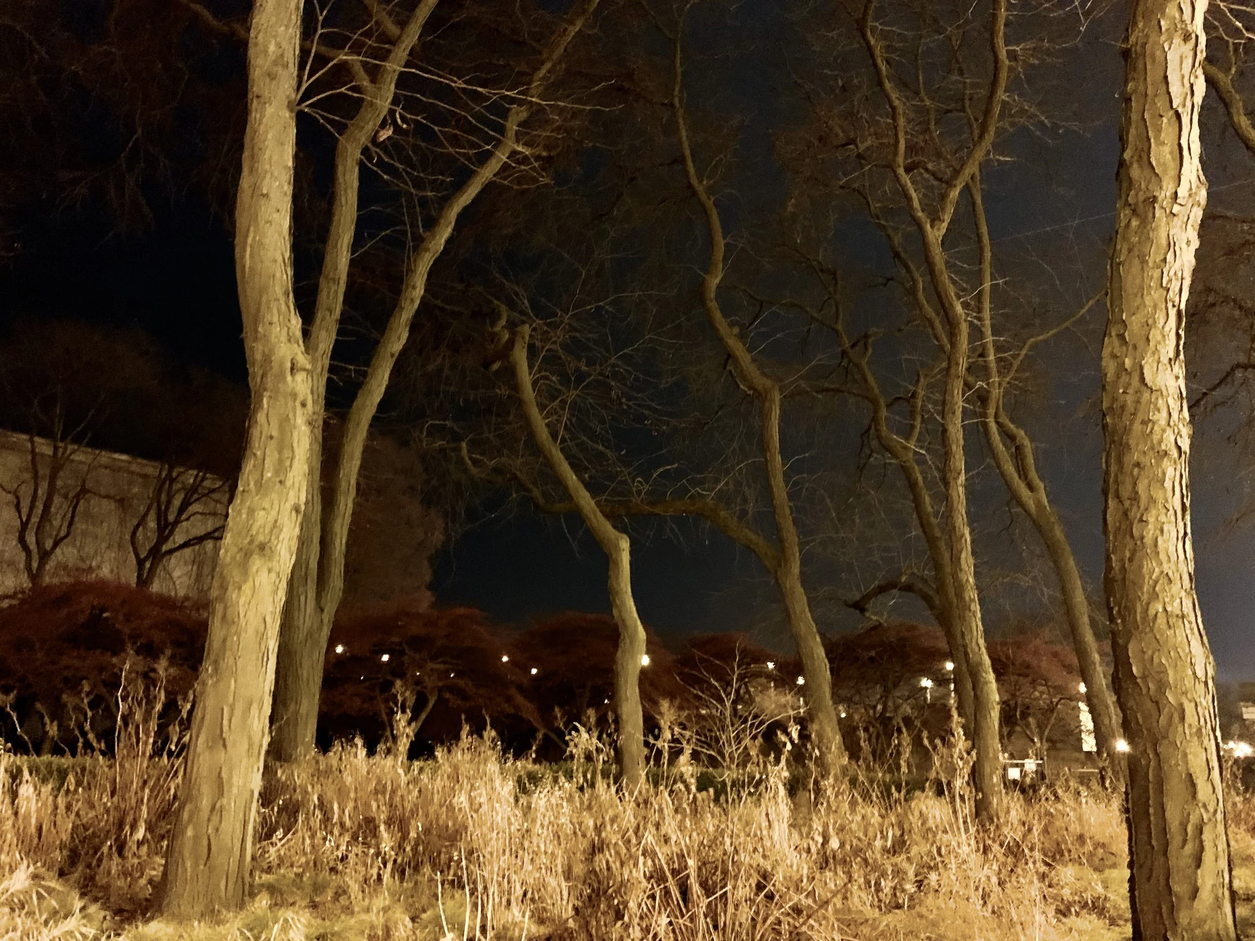 IMG_4931.jpeg