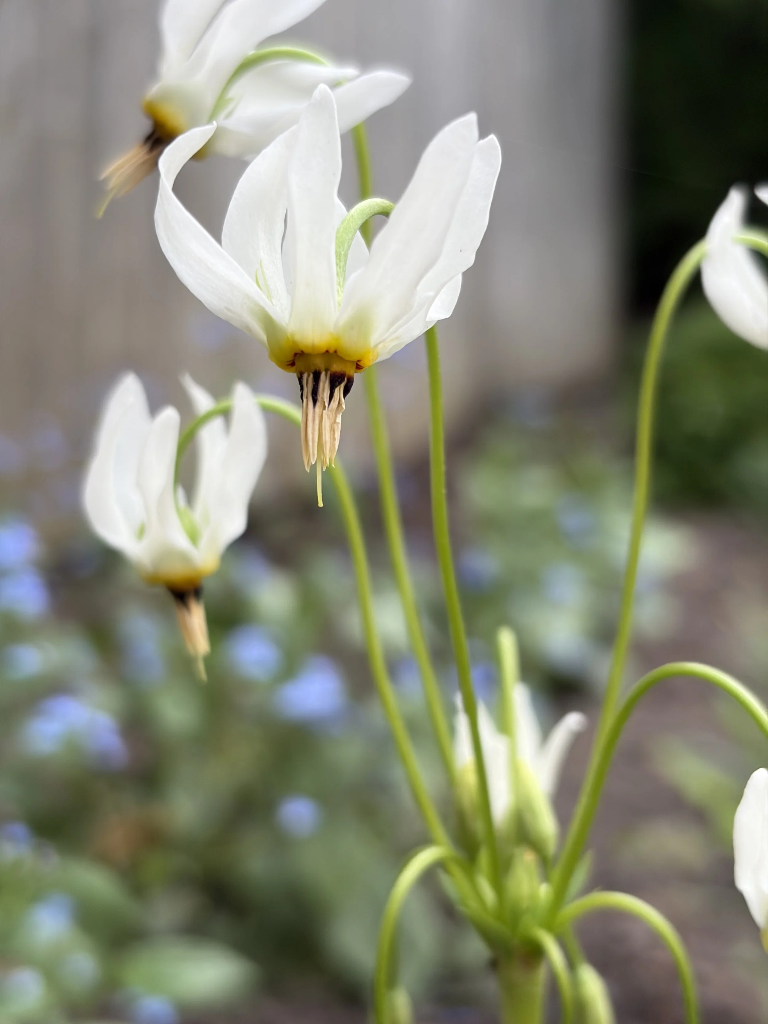 flower.JPG