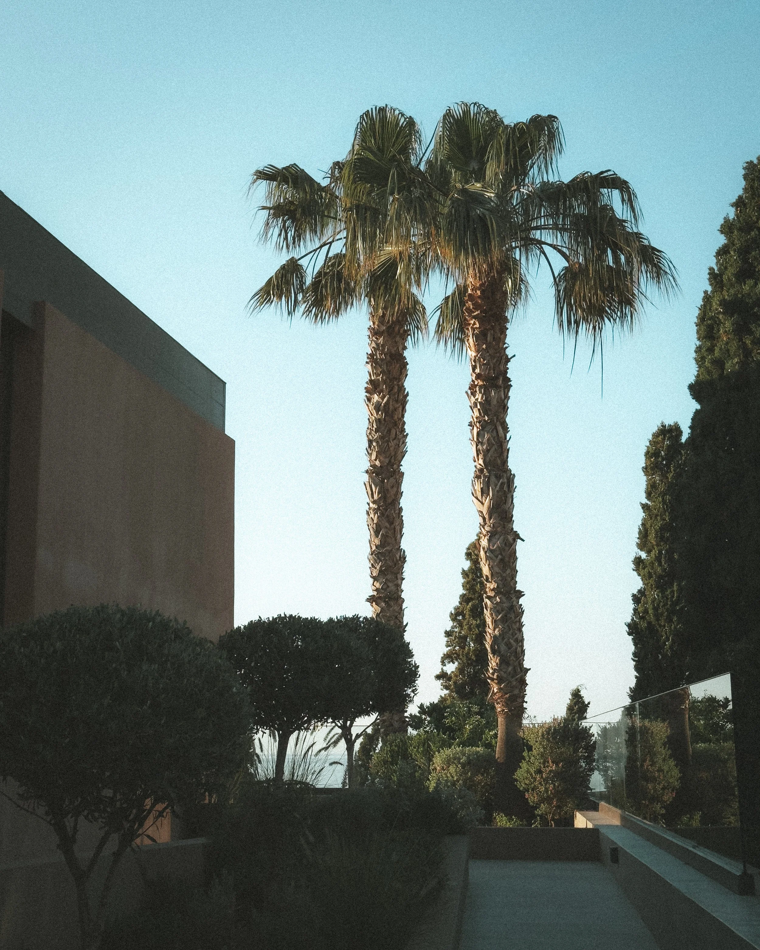 Two tall palm trees with green fronds against a clear blue sky, surrounded by other trees and bushes in a landscaped outdoor area.
