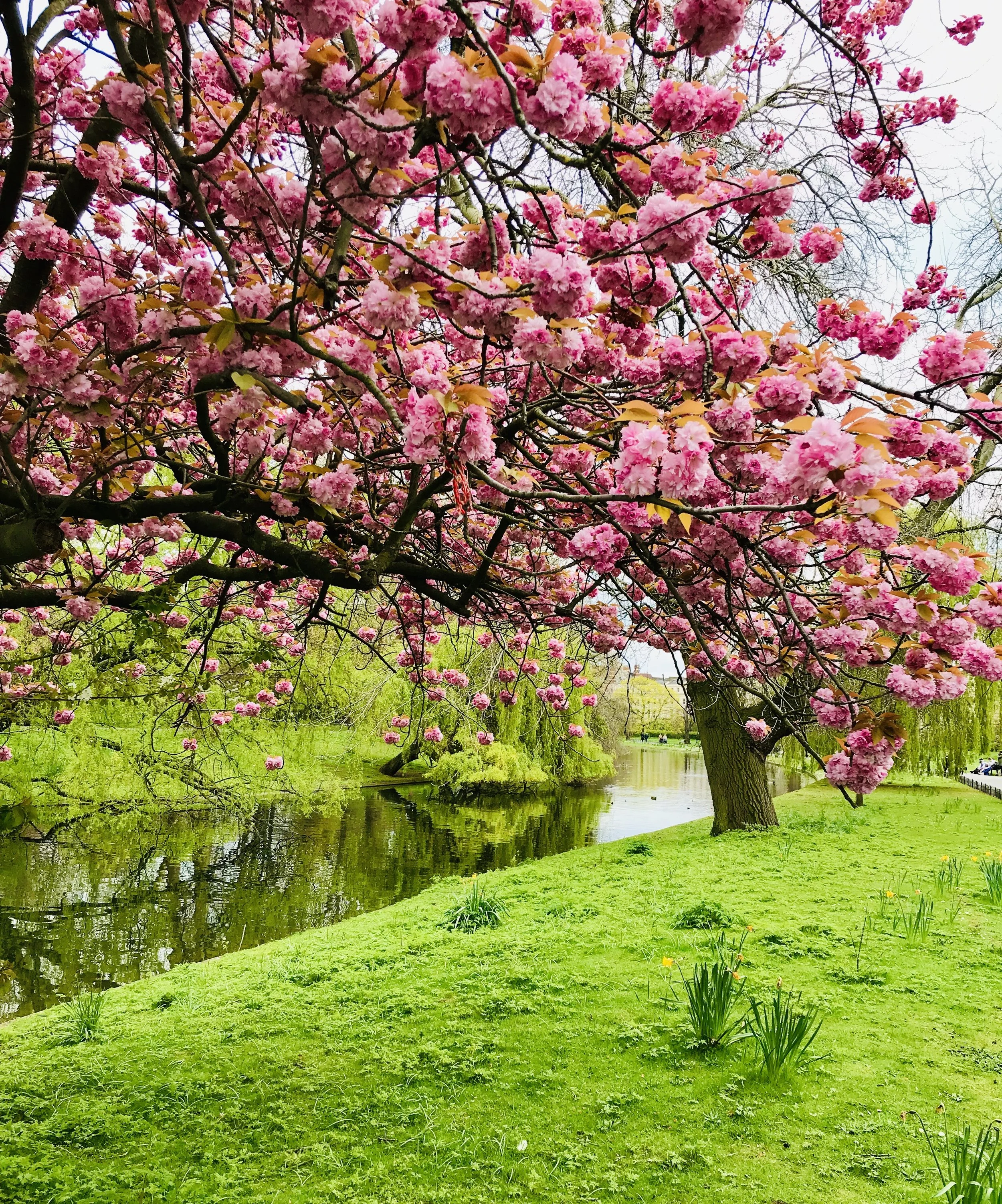 A cherry blossom tree in Regent's Park in London