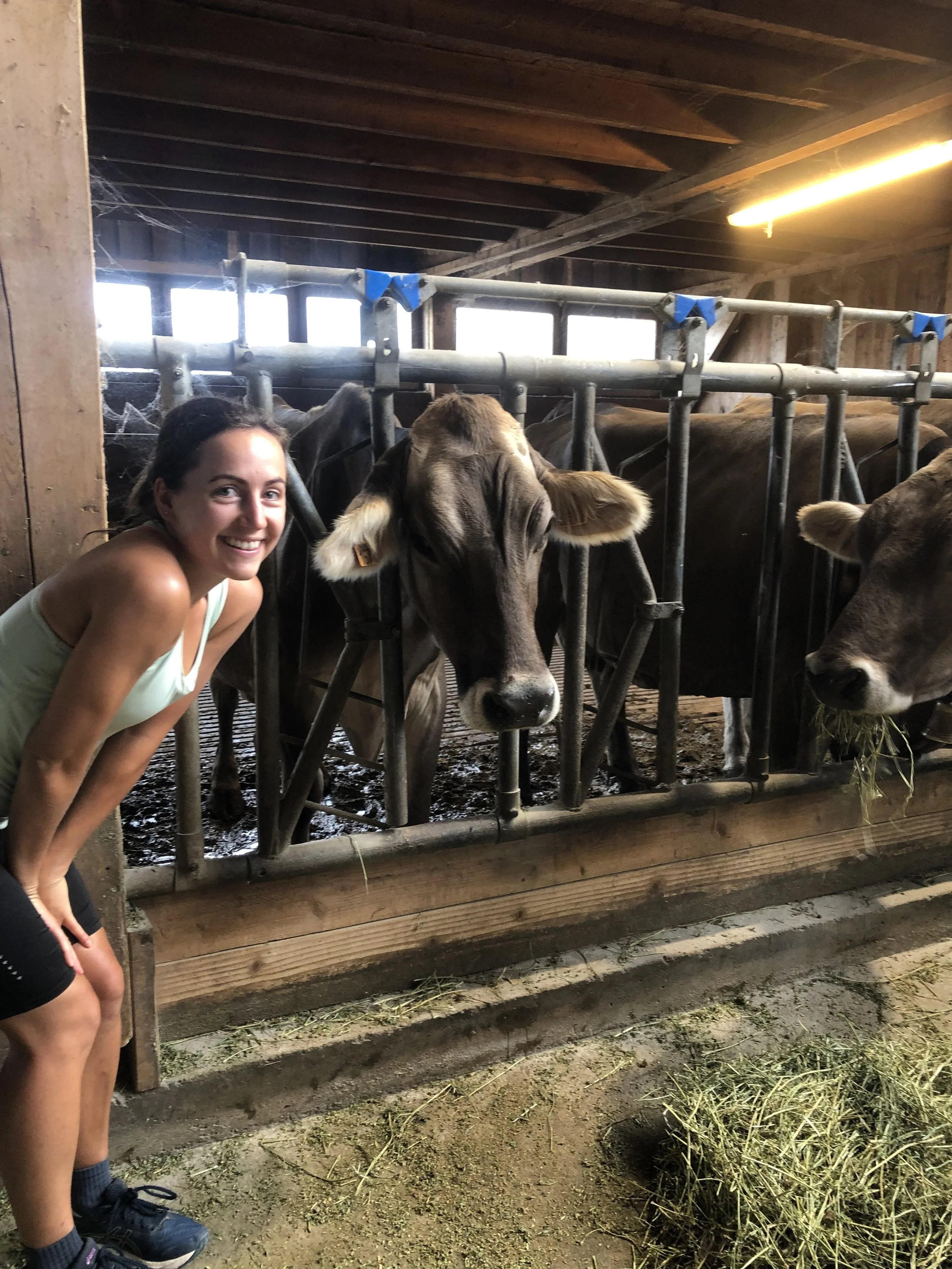 Cow breeds, how many are there?