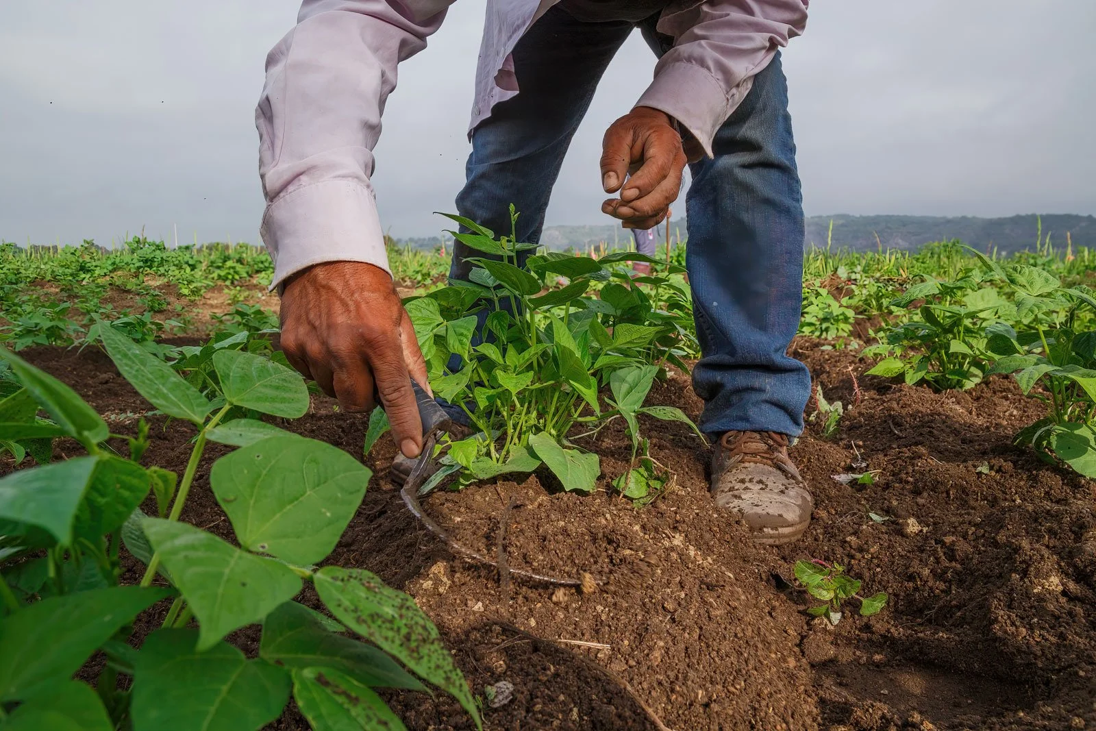 A person planting a young green plant in the soil of a farm field with other plants growing nearby, under a cloudy sky.