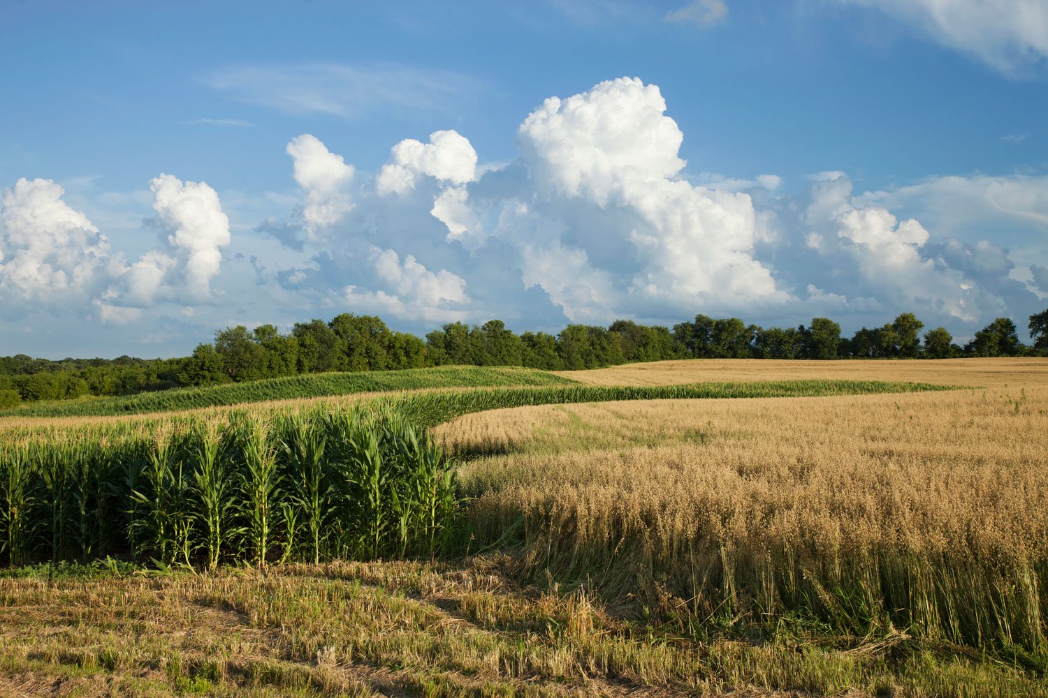 A rural landscape with green crops and a wheat field under a partly cloudy sky.