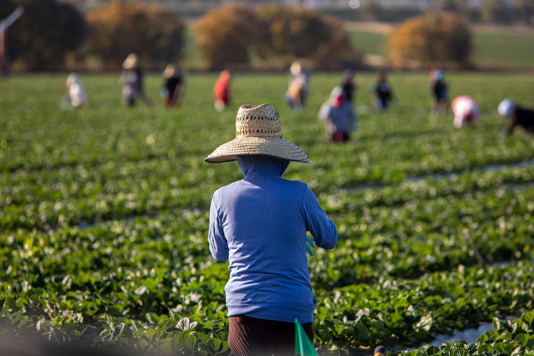 A person wearing a large straw hat and a blue long-sleeve shirt stands in a green field of crops, observing others working in the distance on a sunny day.