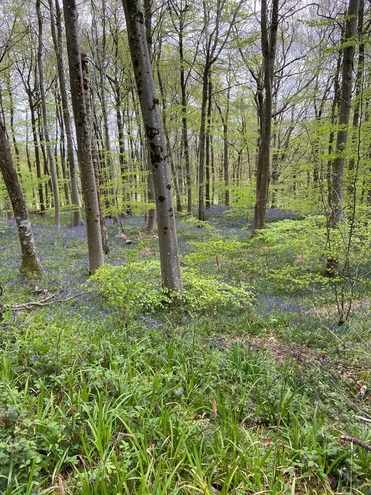 A forest with tall trees and green foliage, covered with purple wildflowers on the ground.