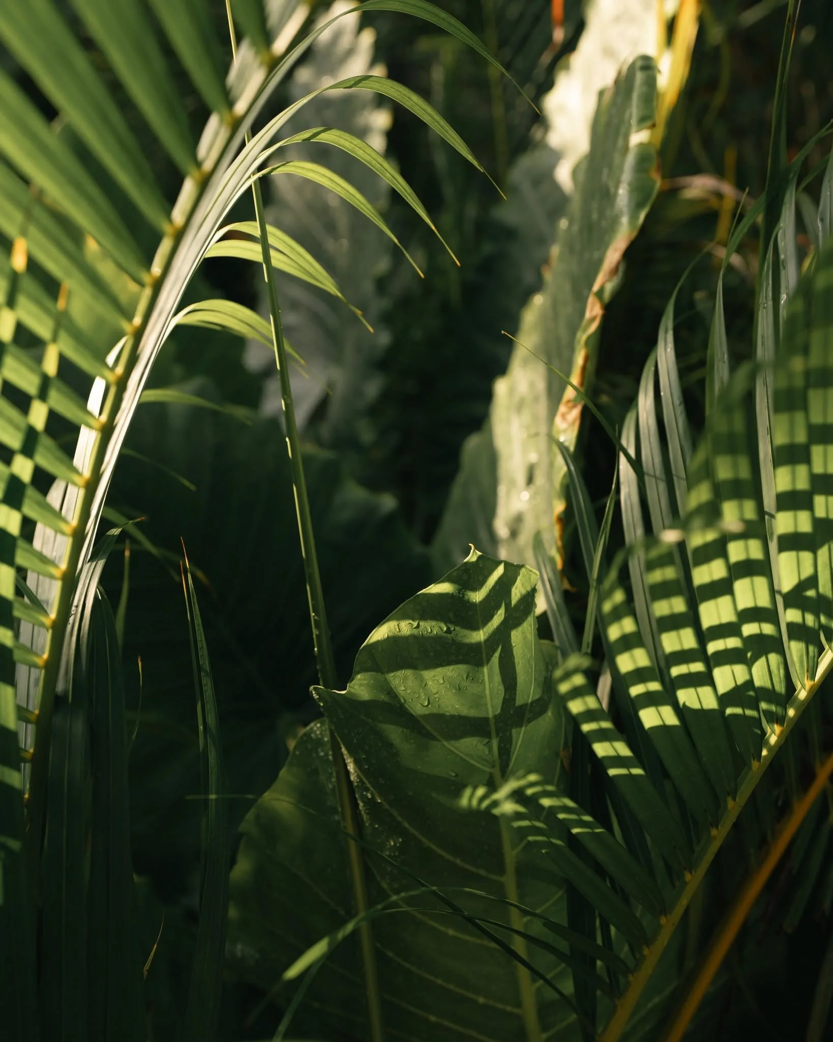 Light dances on green veins &mdash;�nature&rsquo;s rhythm, endlessly unfolding.
#NaboaDesign #BarefootElegance