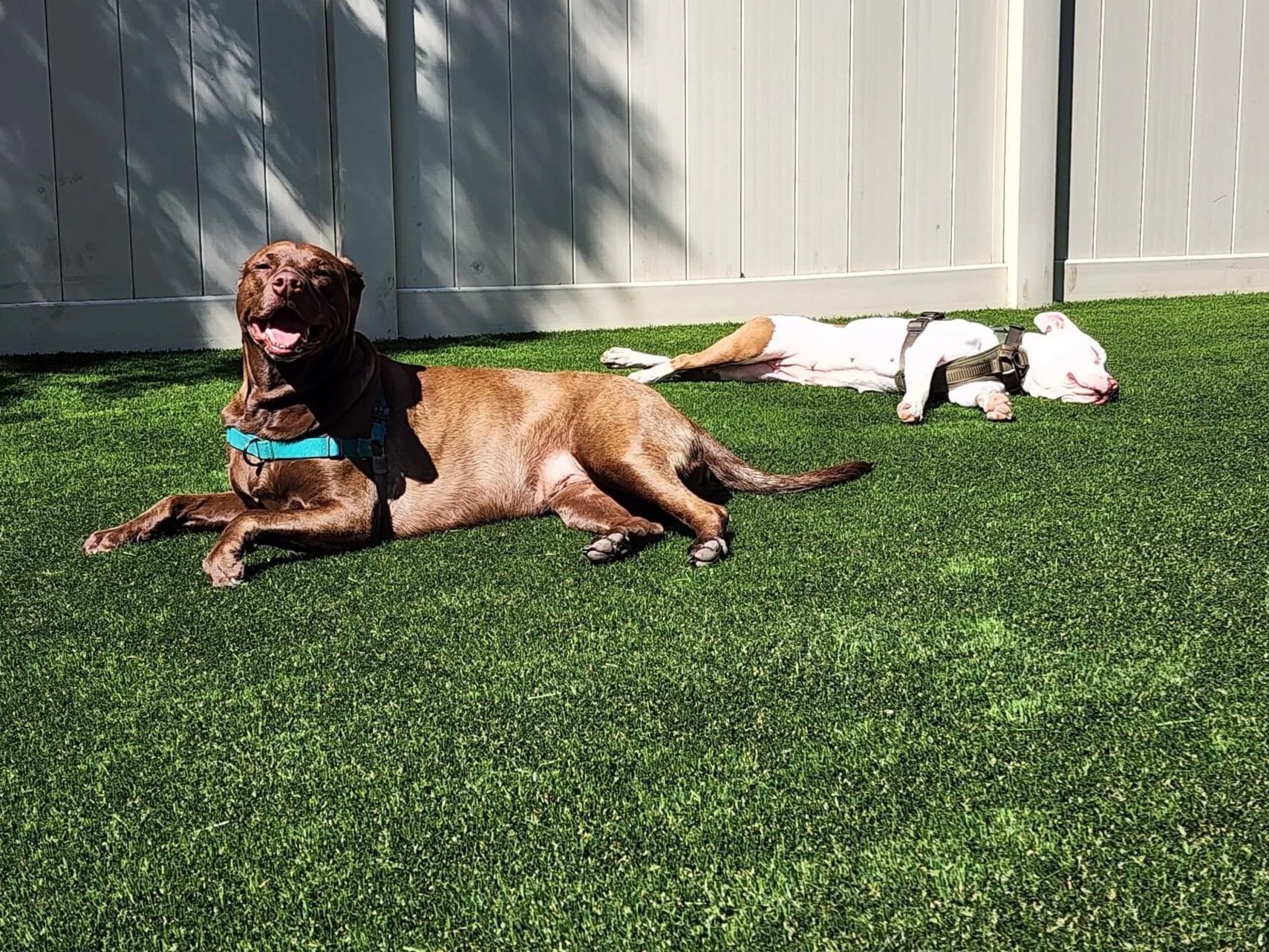 Pet turf installation for dogs in St. Johns County FL — Bold Turf Co