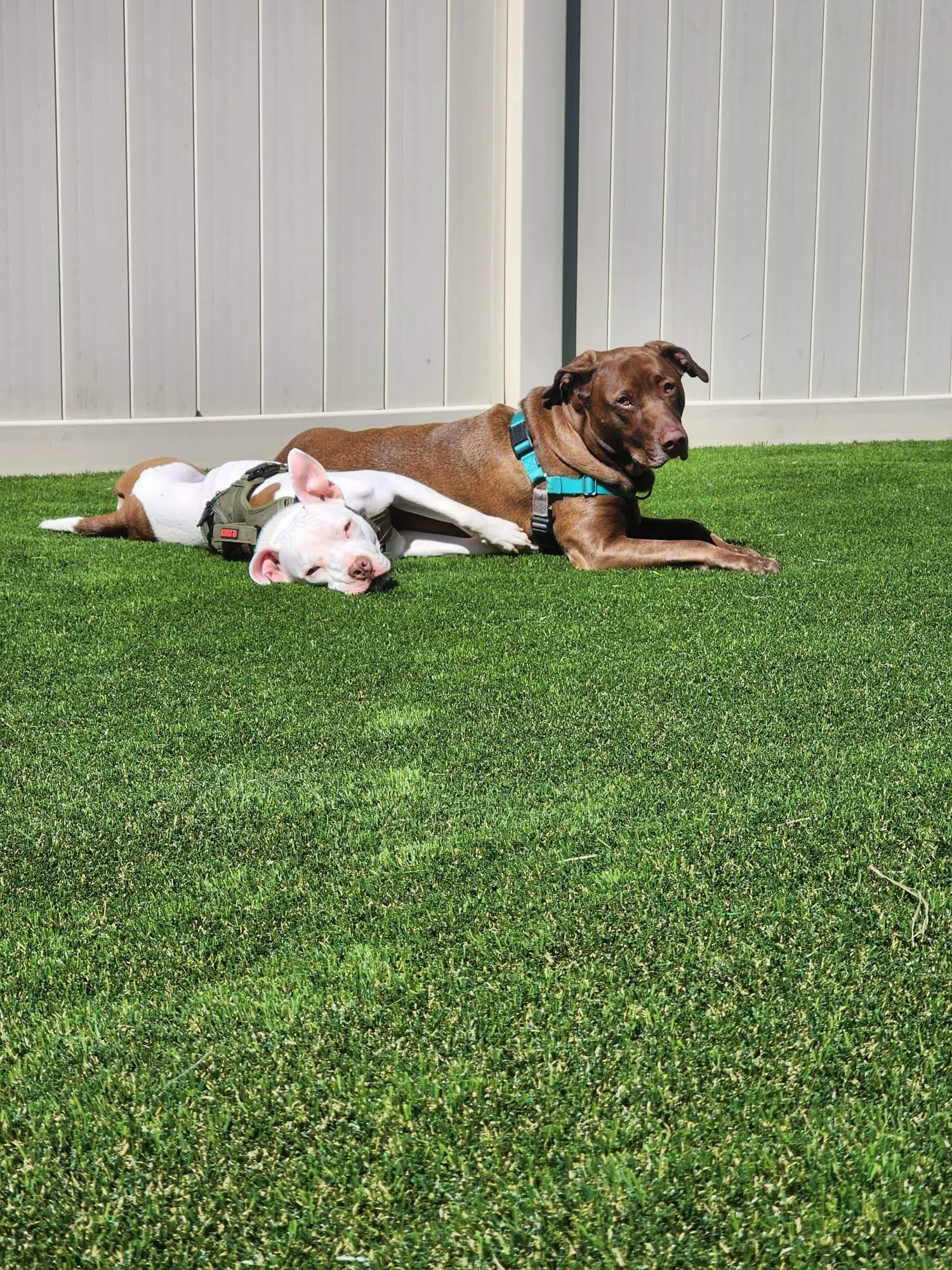 Dog-friendly synthetic turf Nocatee FL — safe pet turf installation by Bold Turf Co