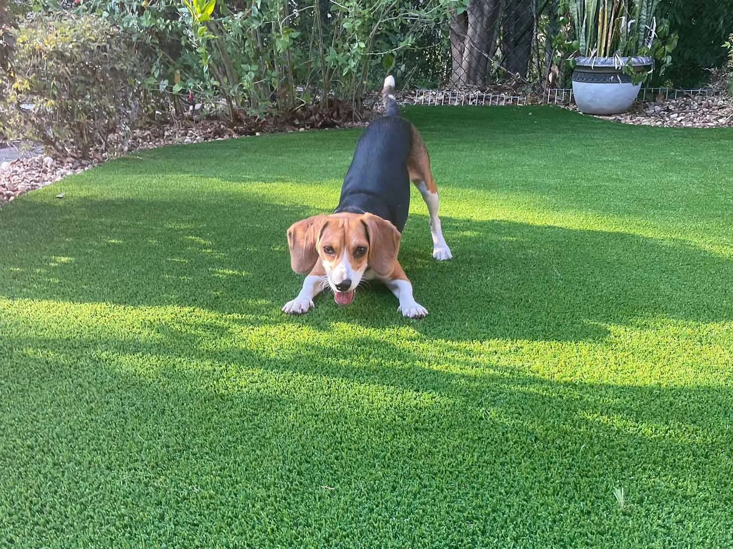 beagle-on-lush-residential-turf-florida