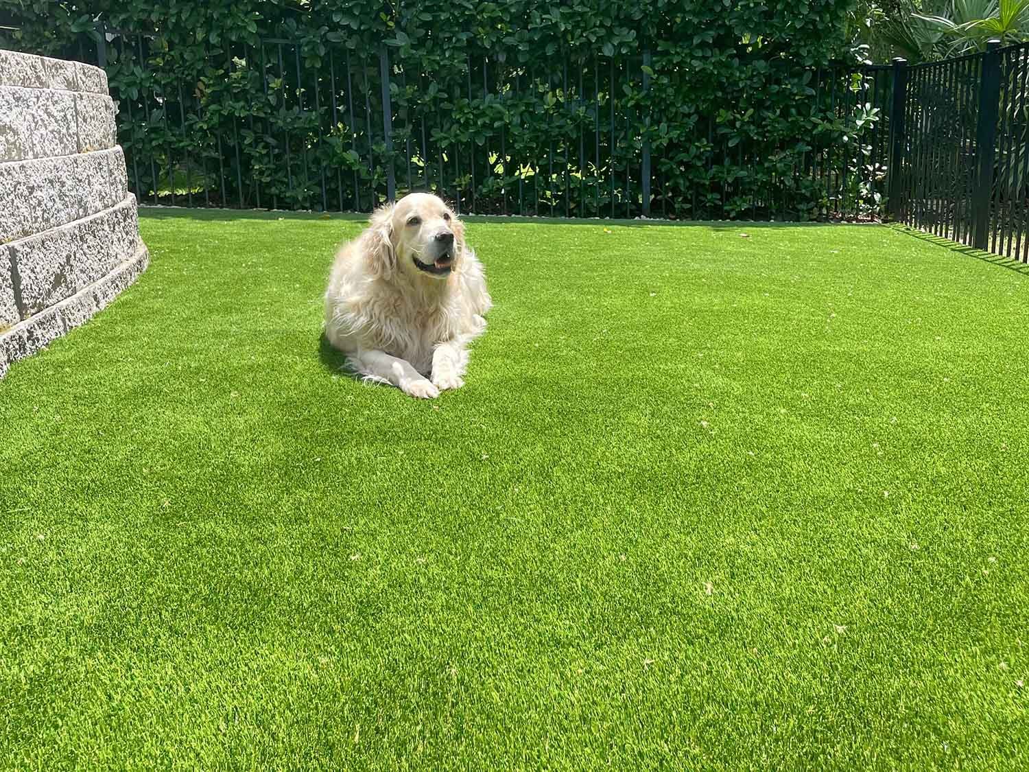 dog-friendly-artificial-turf-backyard-florida