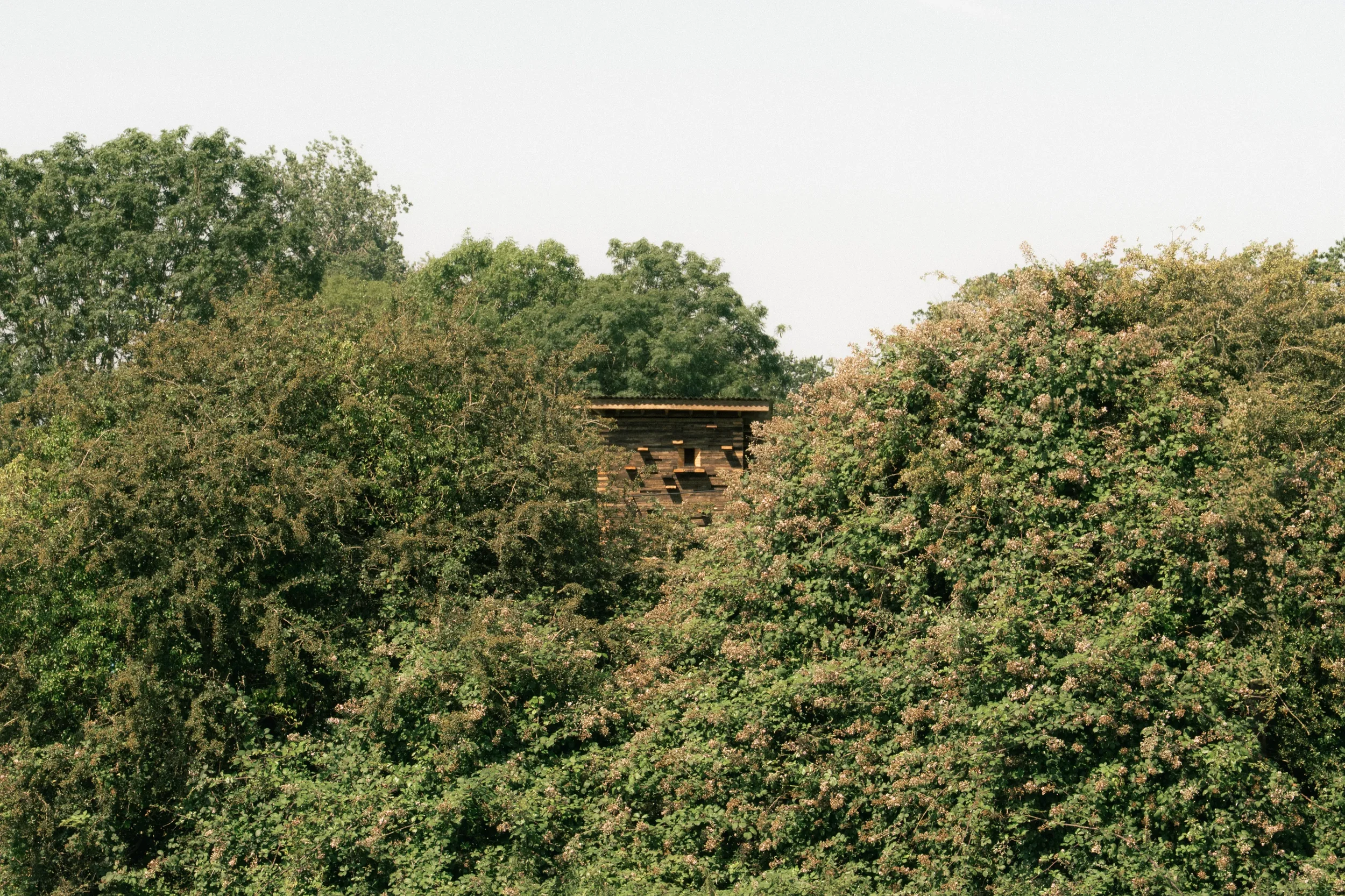 Somerset Wildlife Tower-31.webp