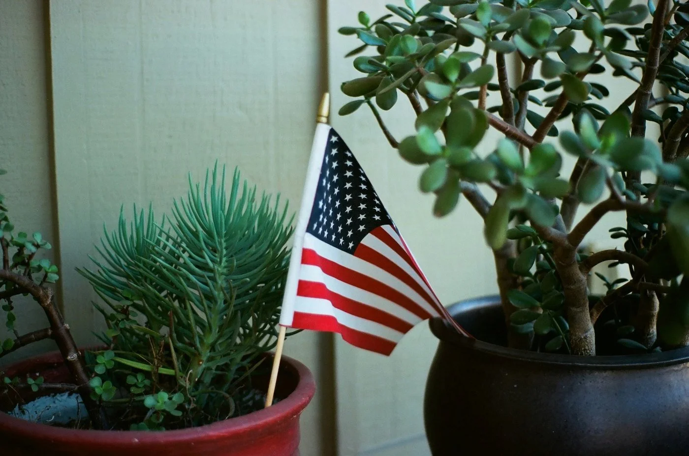 American flag surrounded by green plants, symbolizing patriotism and a welcoming environment, representing services such as immigration evaluations, psychological evaluations, and mental health support.