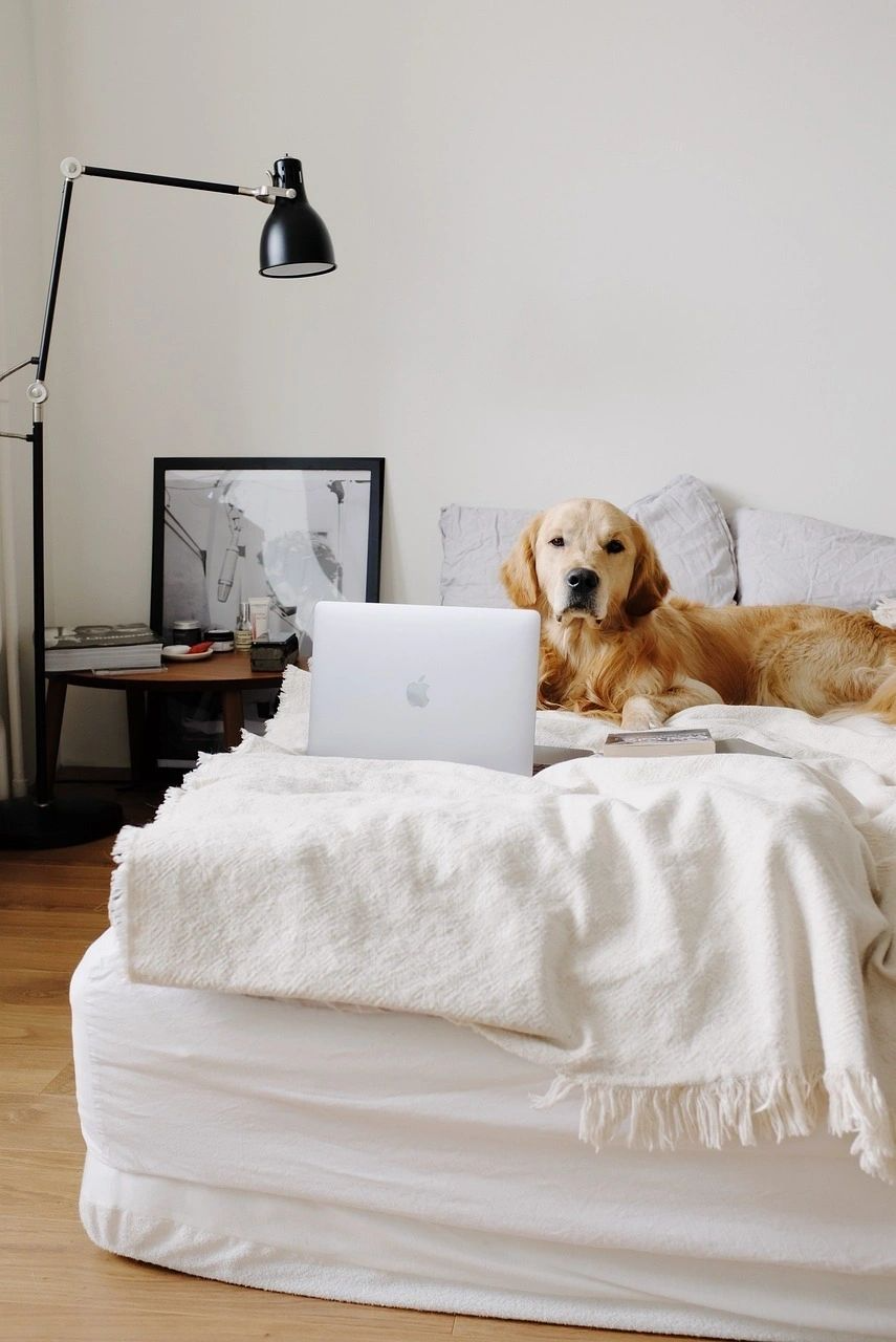A cute dog sits on a white bed next to a laptop. An ambience of tranquility representing relief from anxiety, stress, or perfectionism, after receiving support through online counseling for women in Texas.
