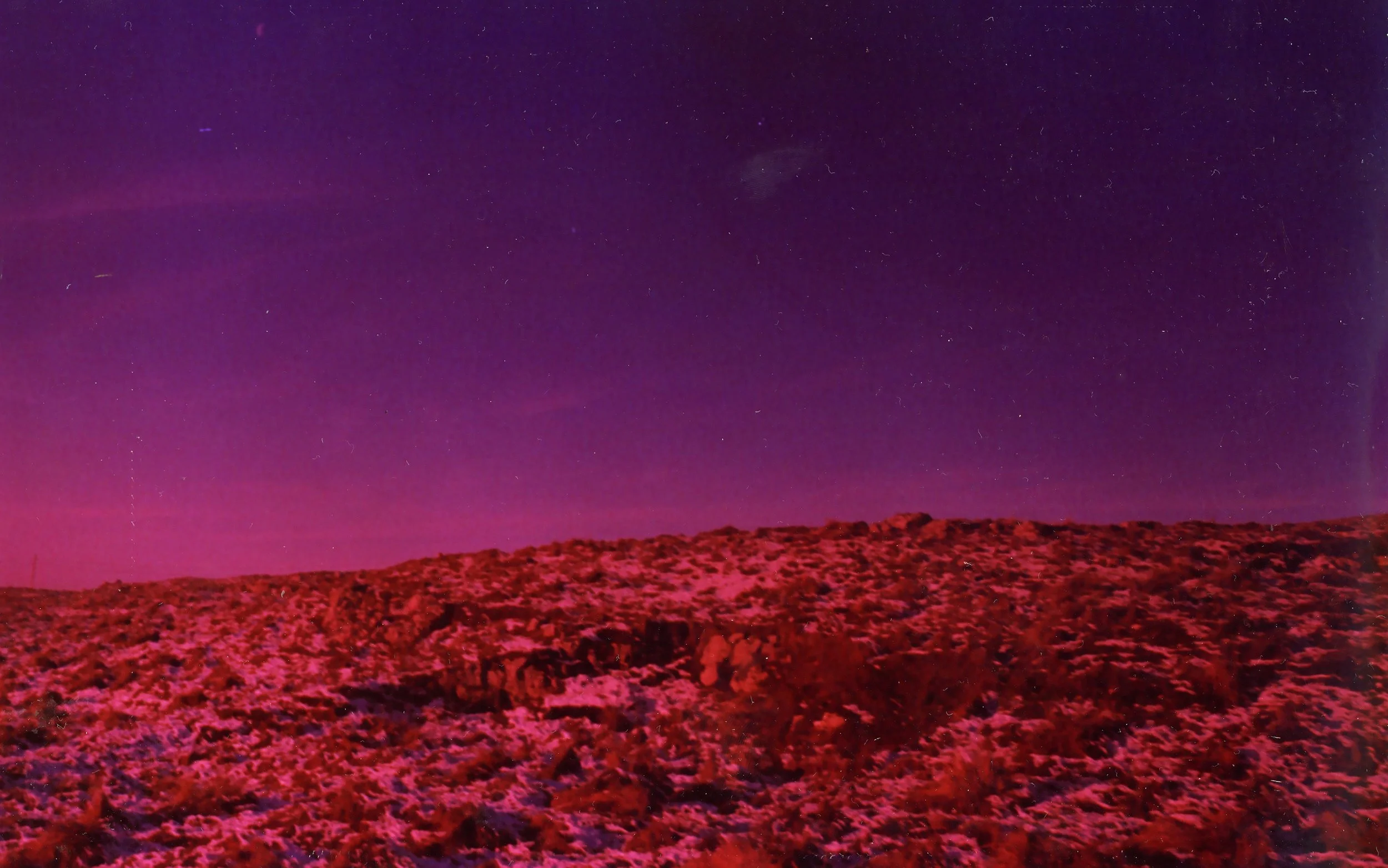 Wild and red.jpg