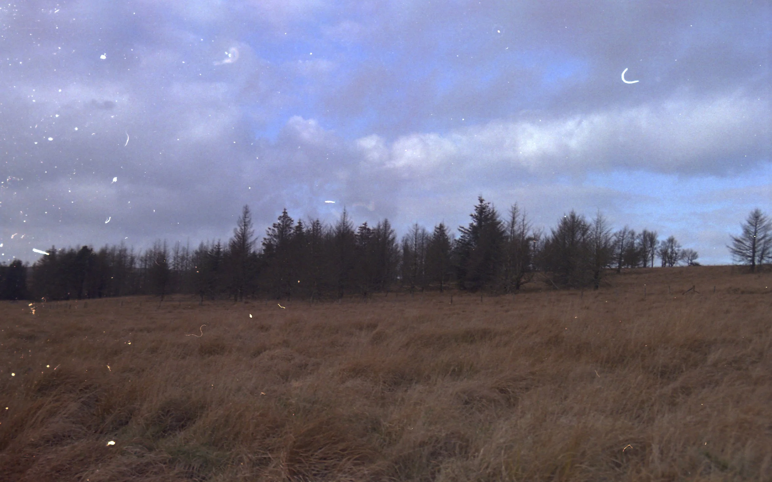 Spoopy Trees Large.jpg