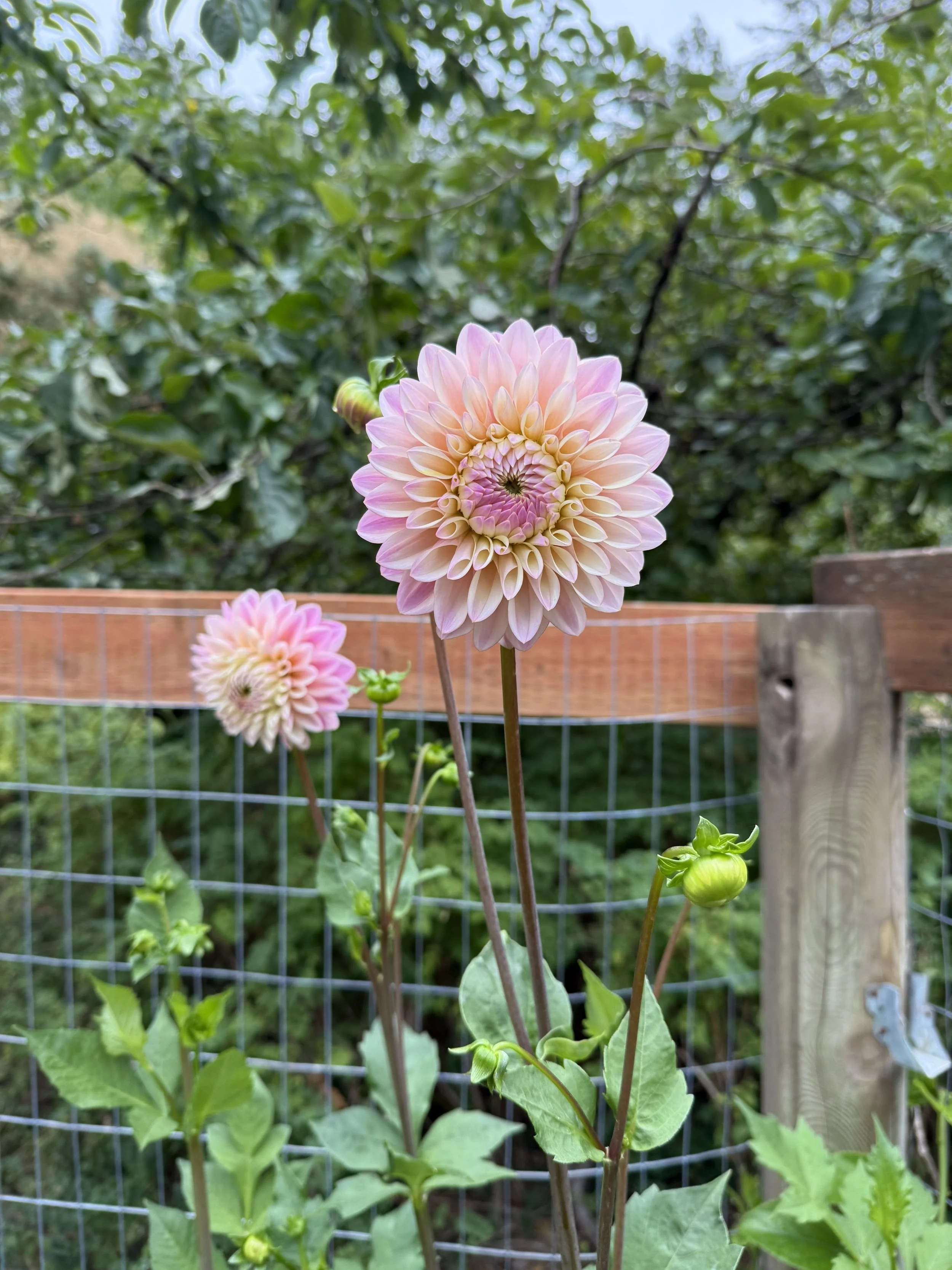 IMG_0919.jpeg