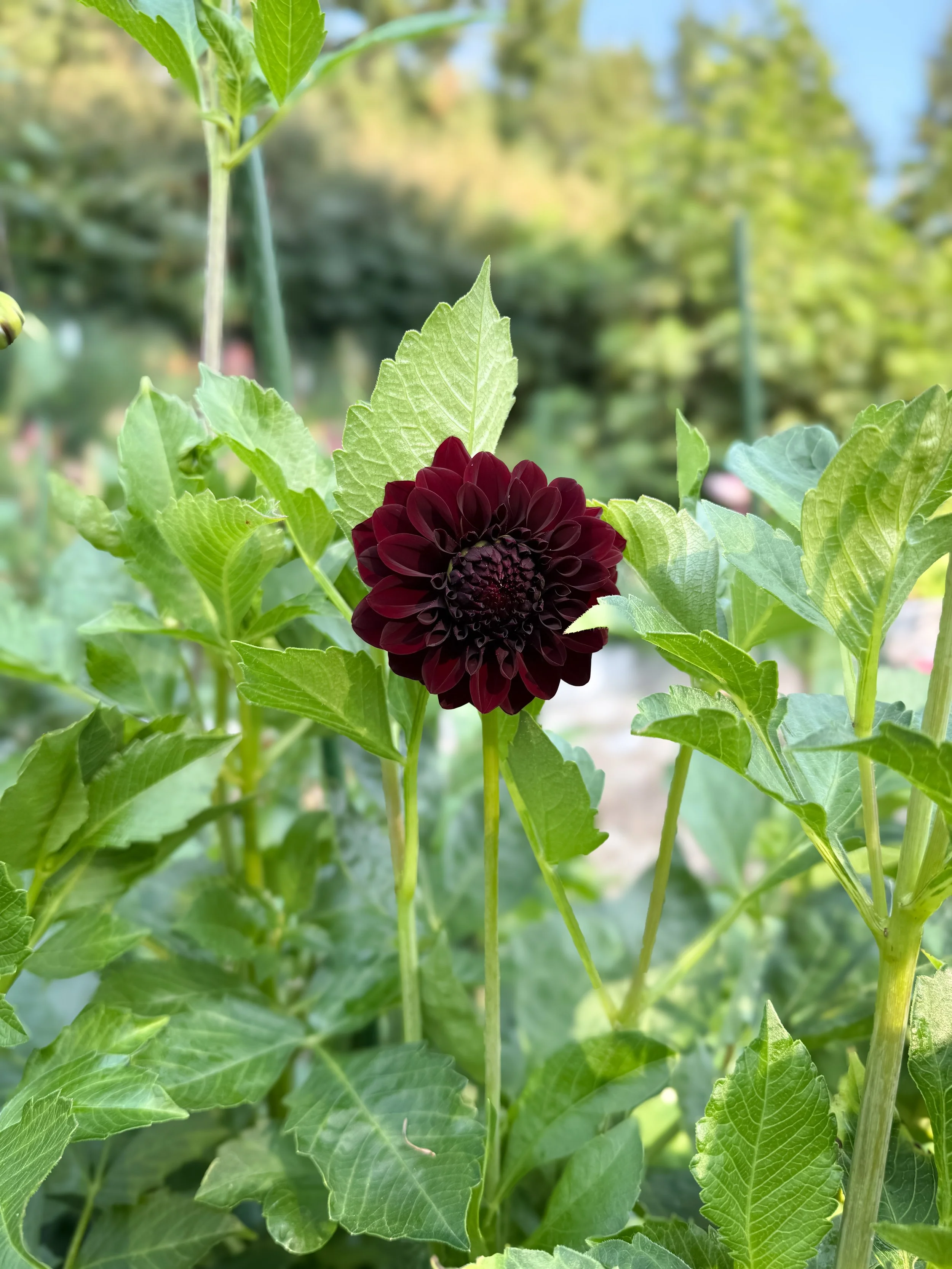 IMG_0625.jpeg