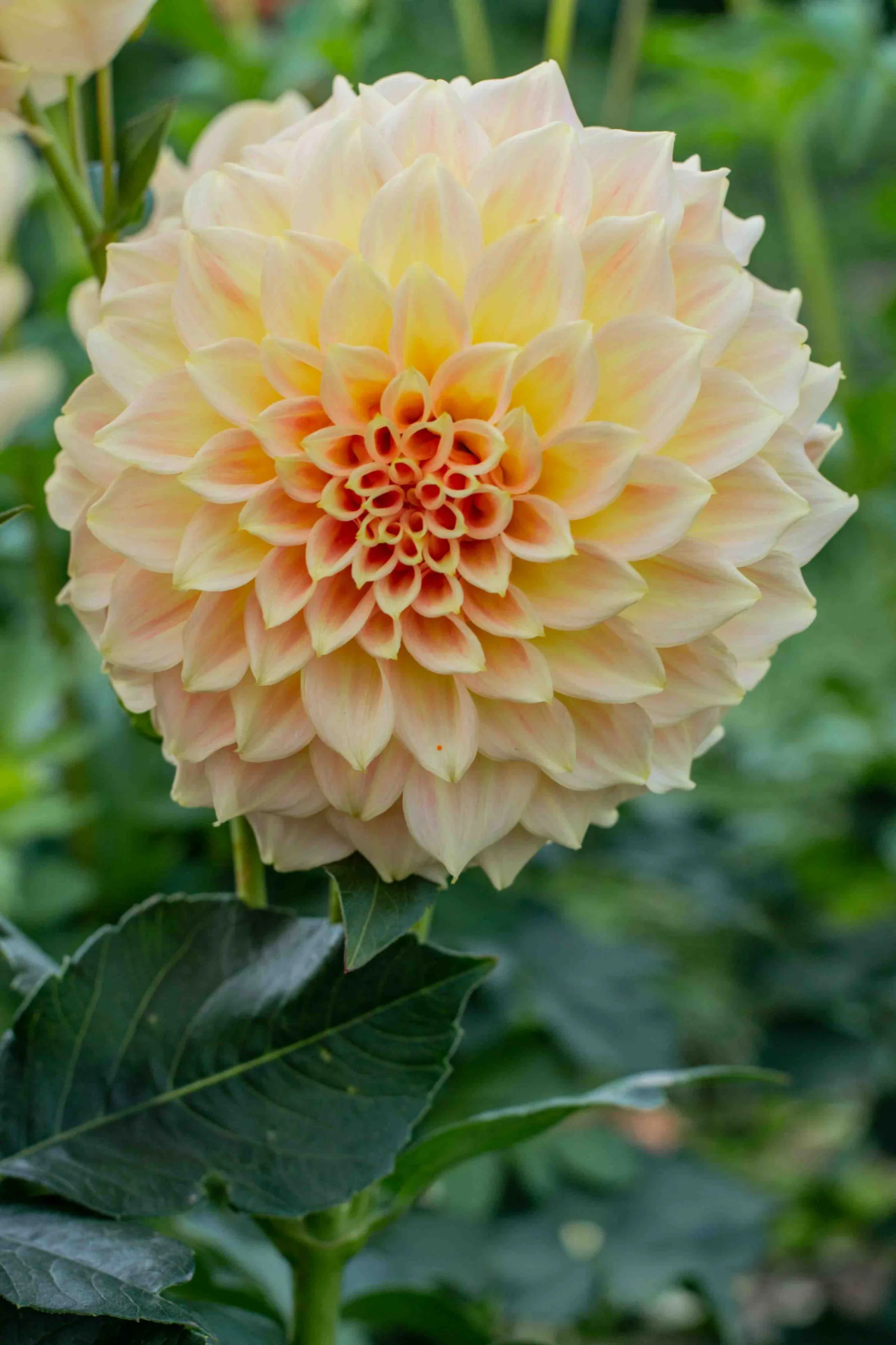 BrackenSarah42.webp