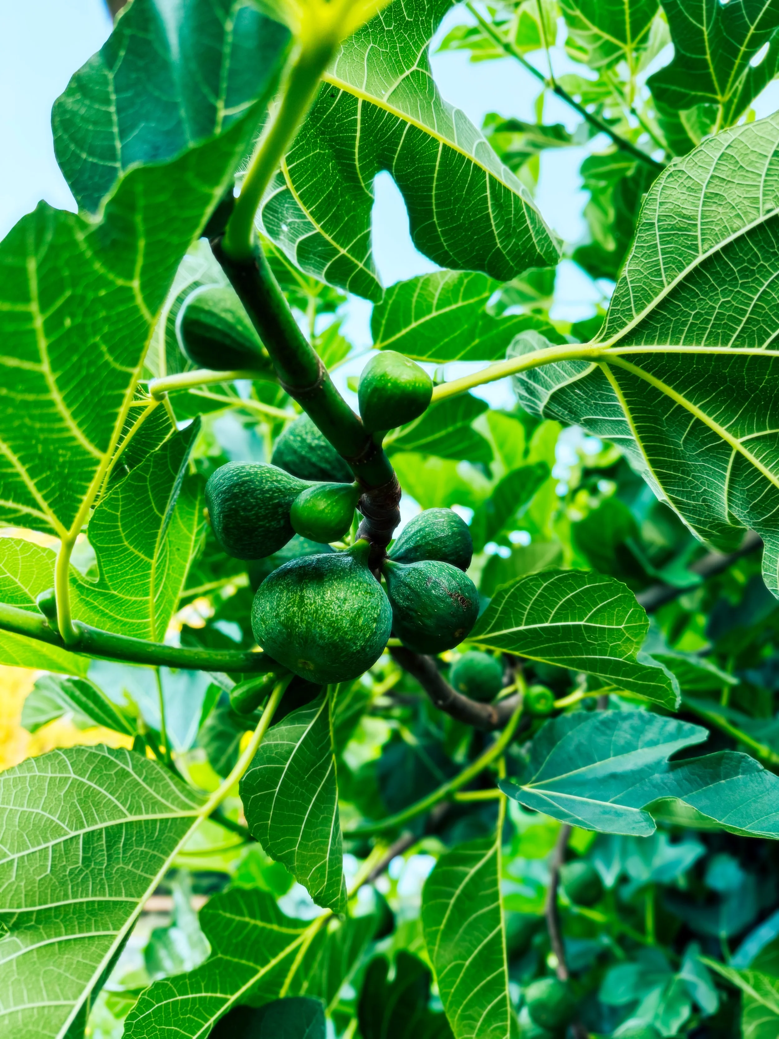 Italian Honey Figs