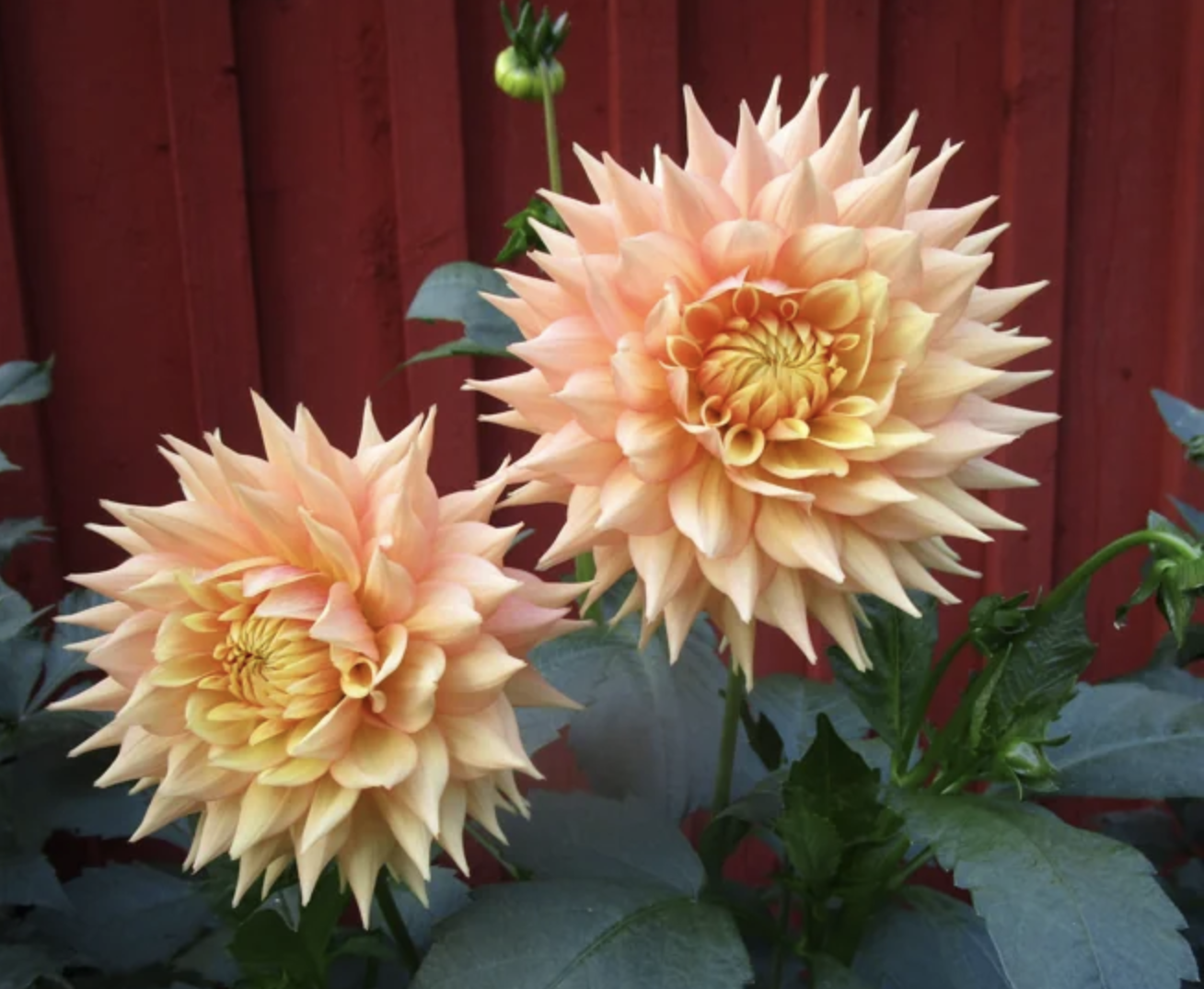 Lee’s Apricot Fizz