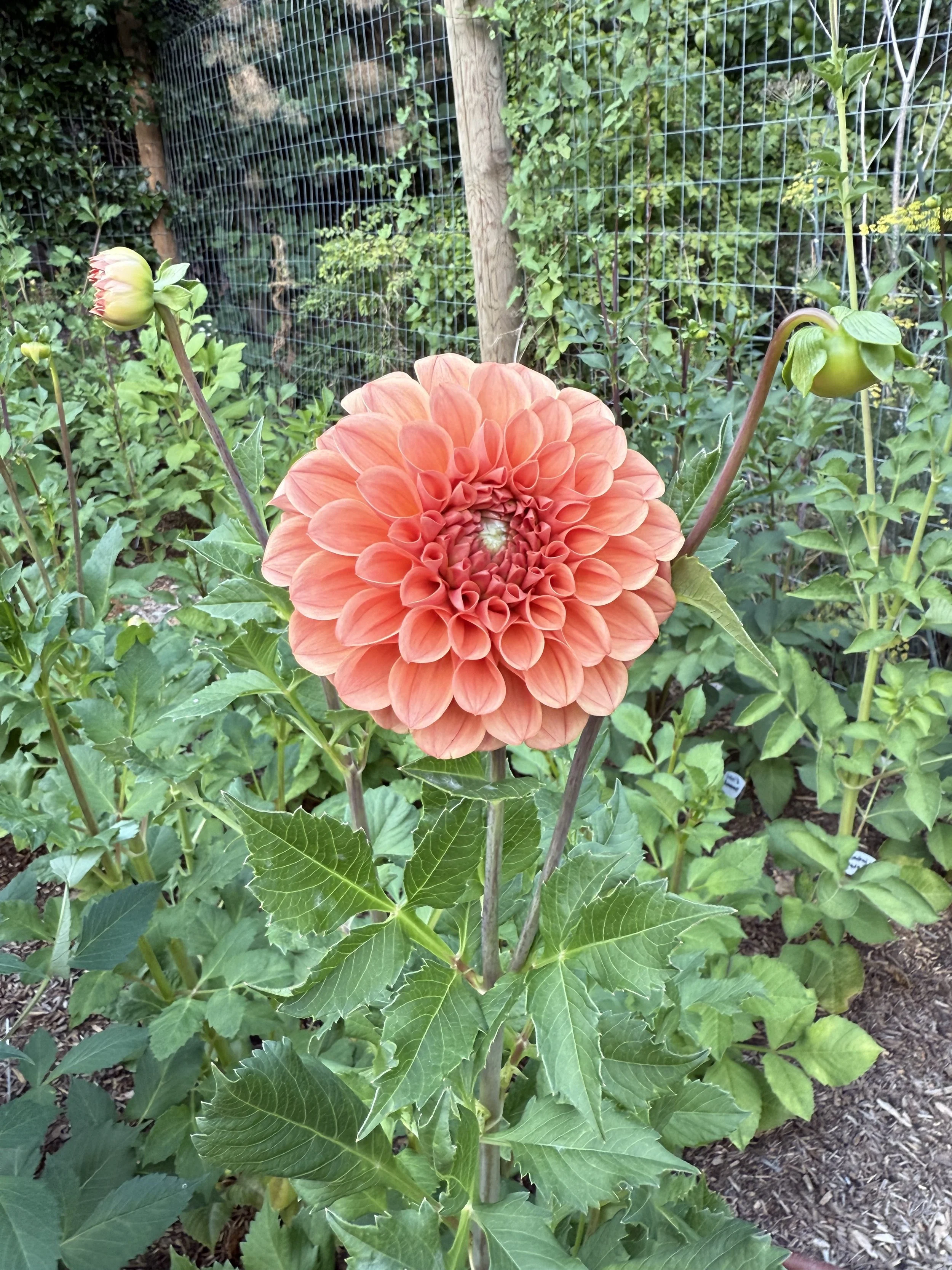IMG_0636.jpeg
