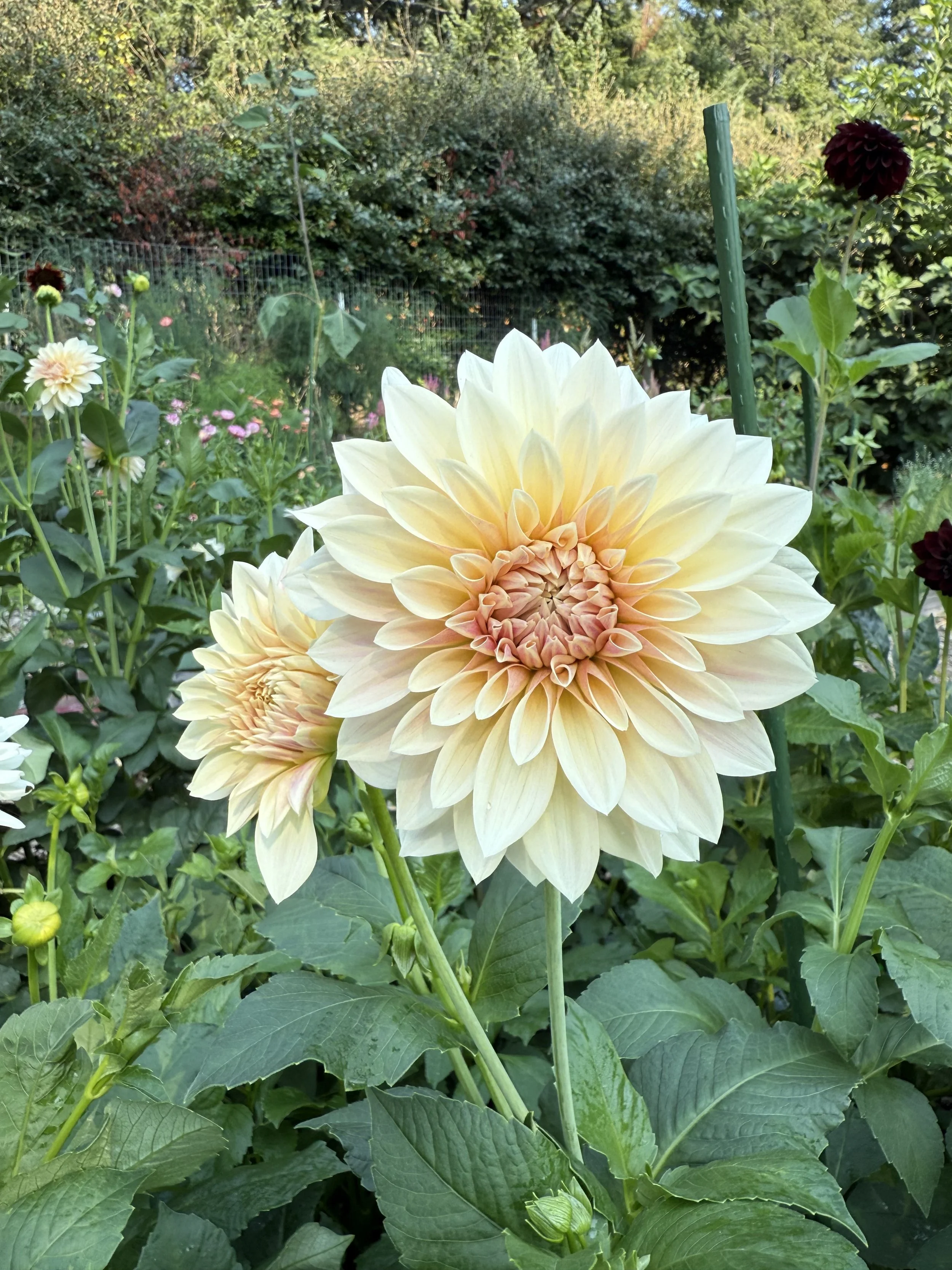 IMG_0624.jpeg