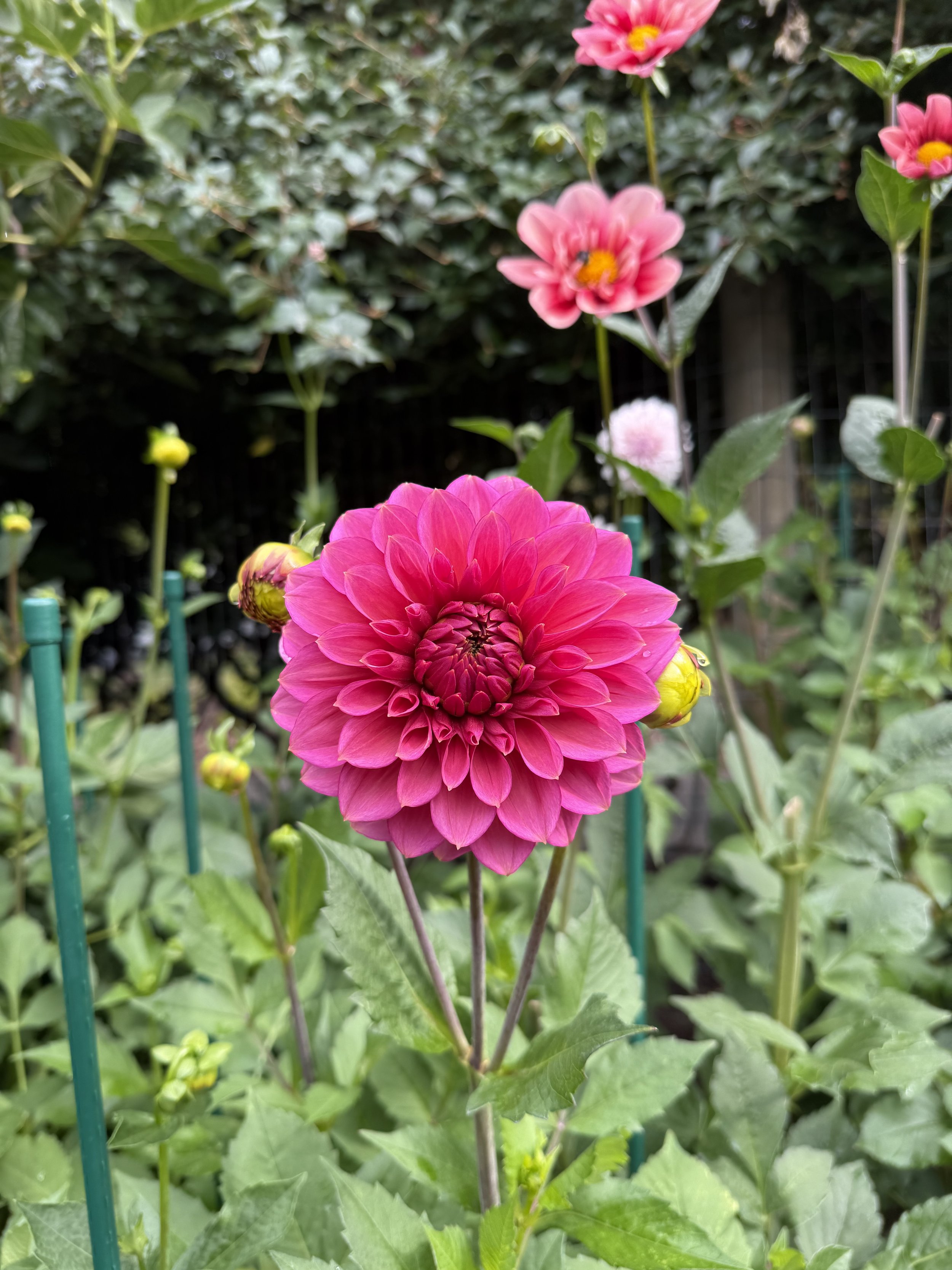 Florelie Guava