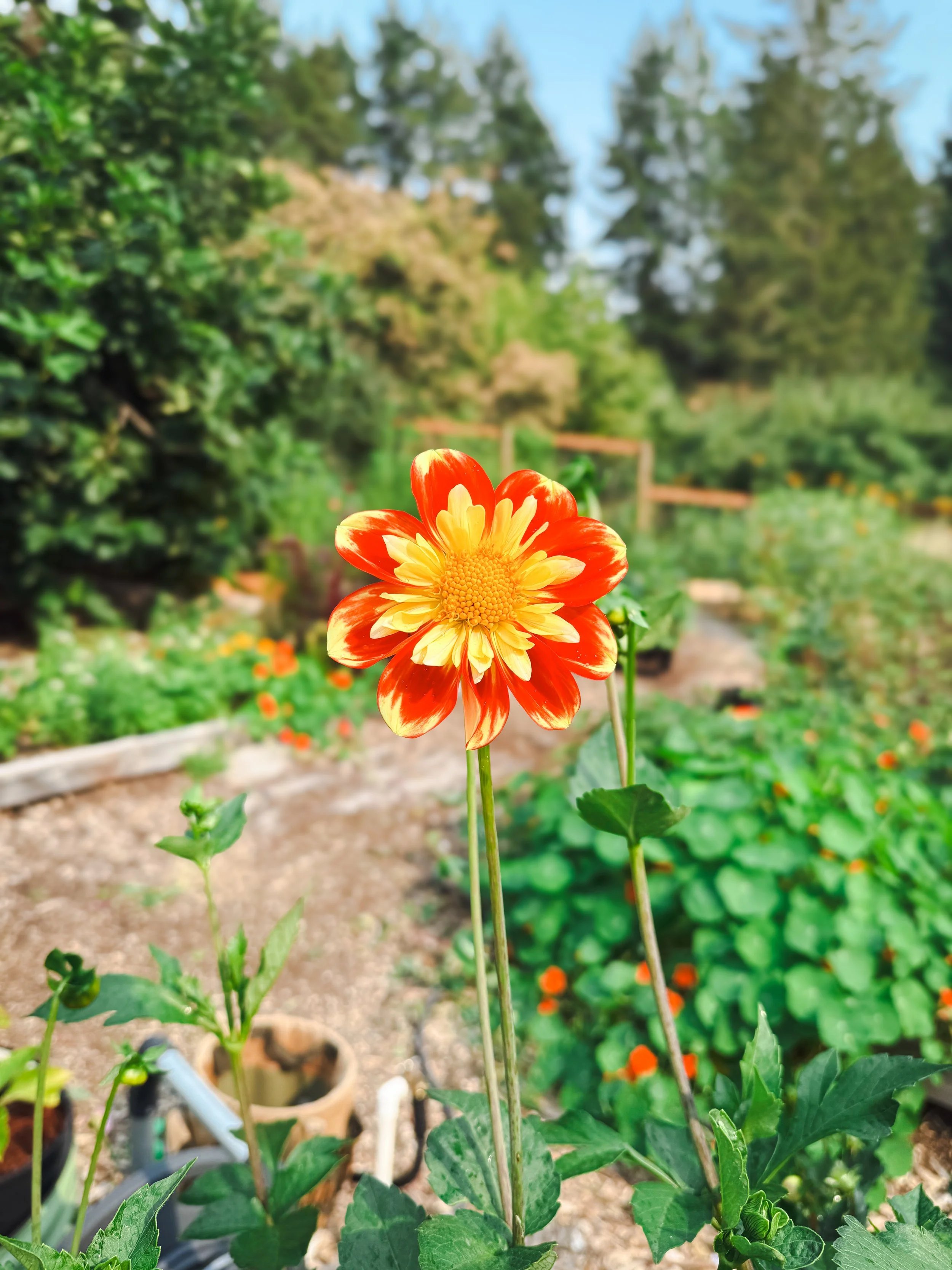IMG_0705.jpeg