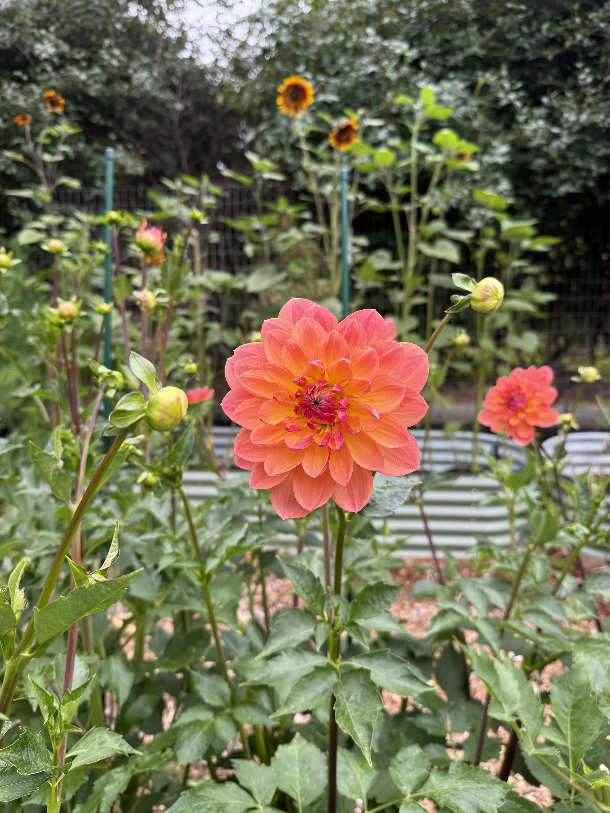 IMG_0419.jpeg