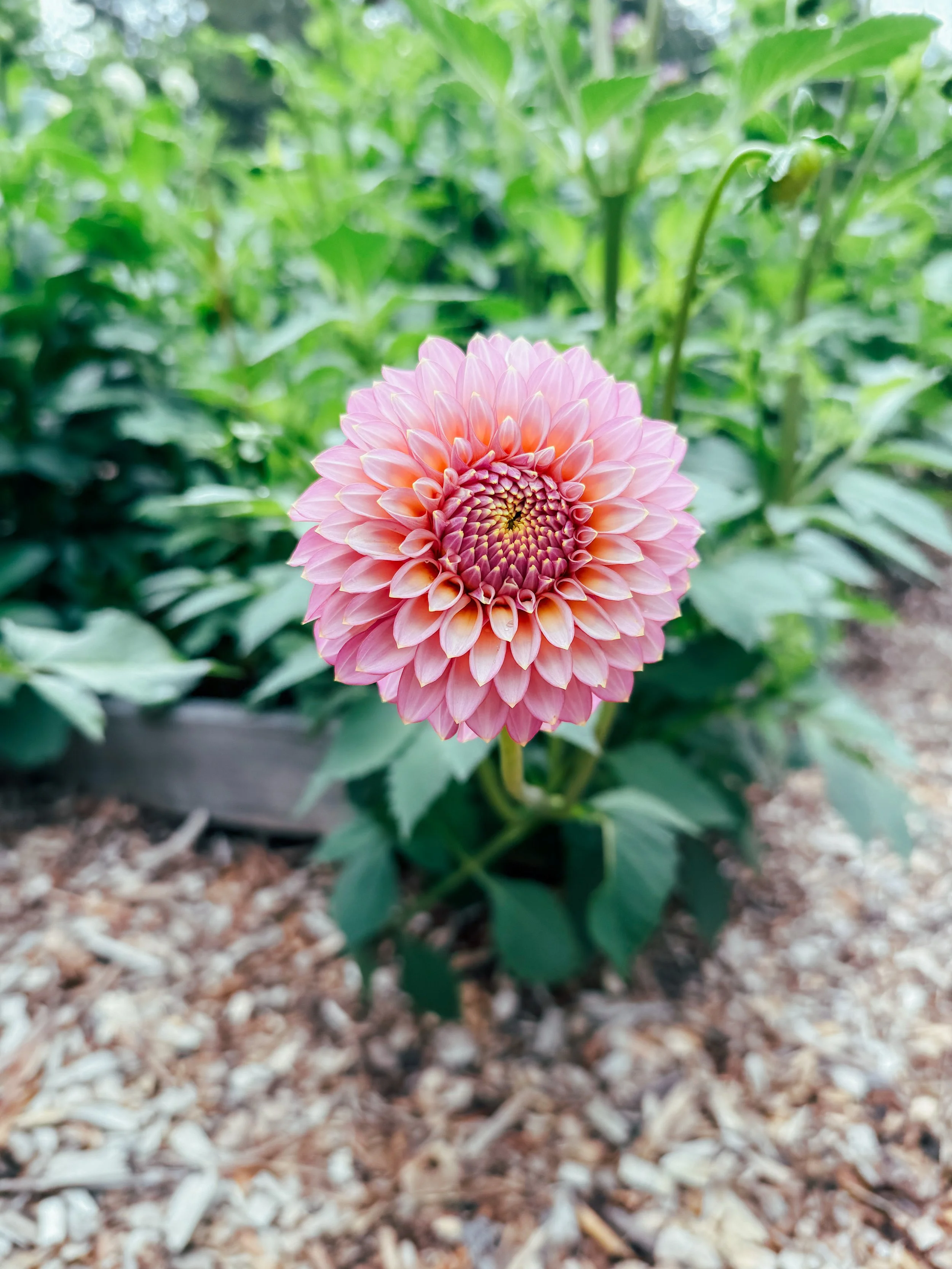 1DF022AB-125F-4CF5-B35D-C20B59187F25.jpeg