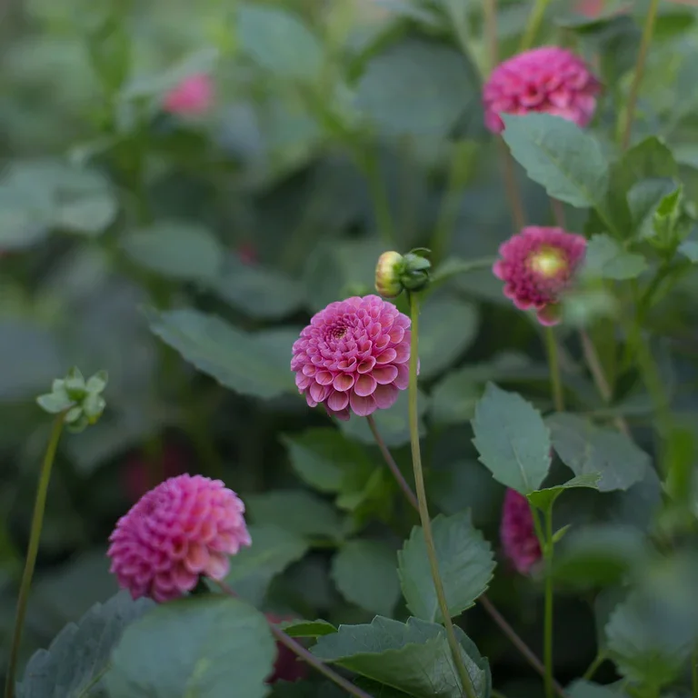 Floret_Dahlia_Koko-Puff_IMG_9427_768x.webp