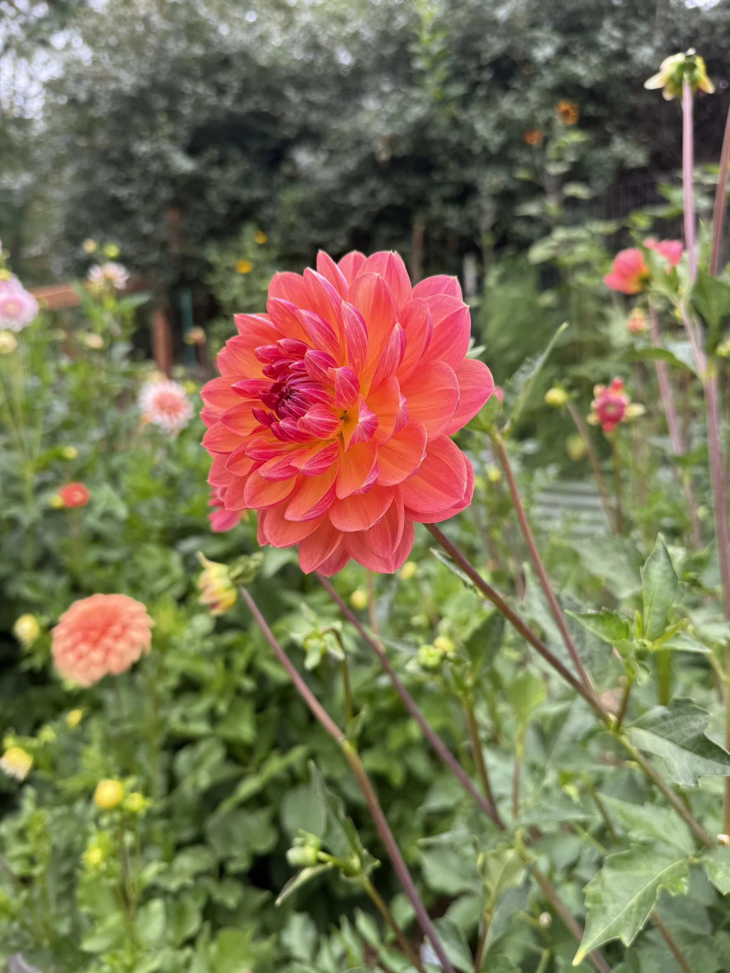 IMG_0418.jpeg