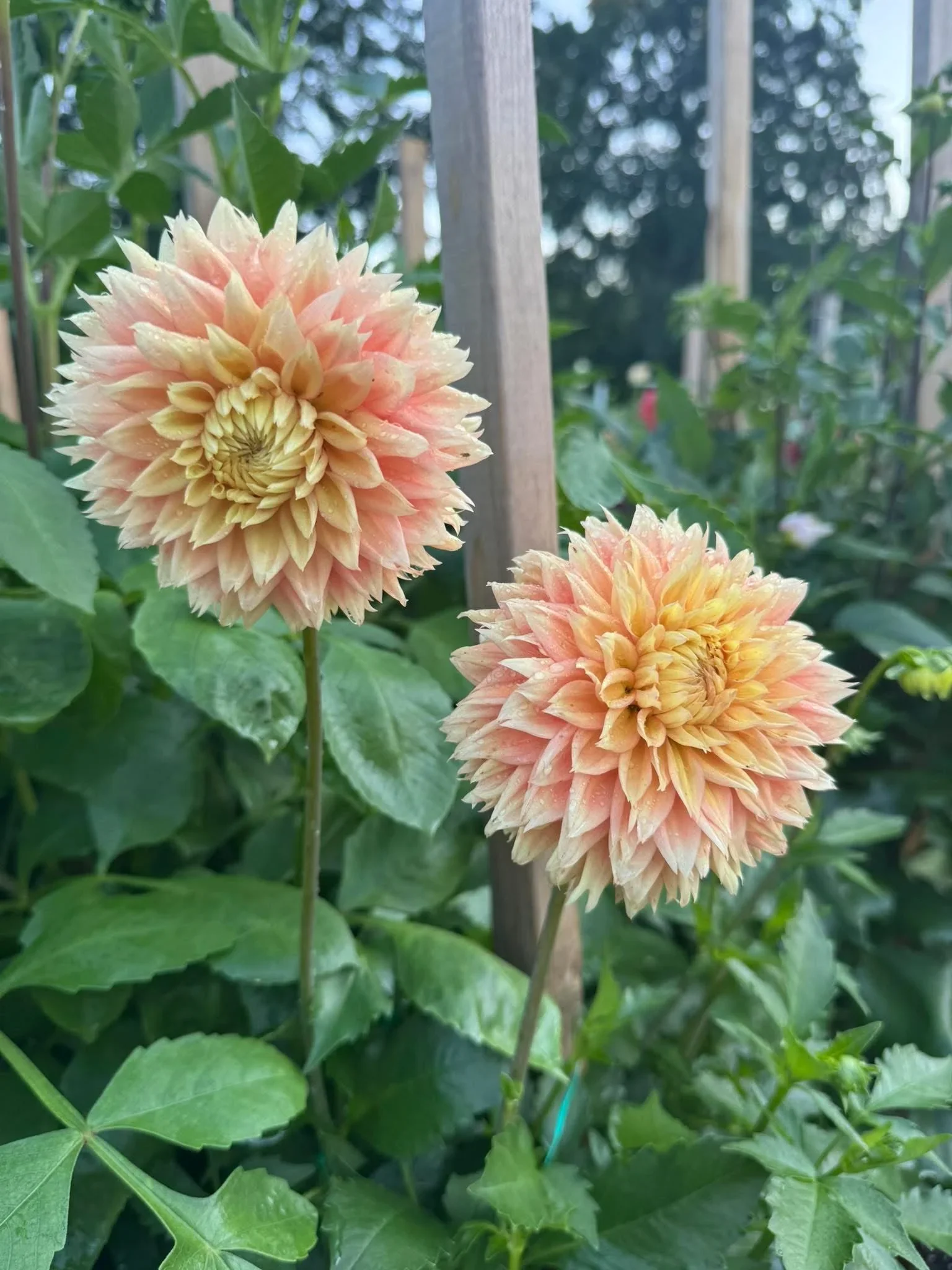 Lee's Apricot Fizz.webp
