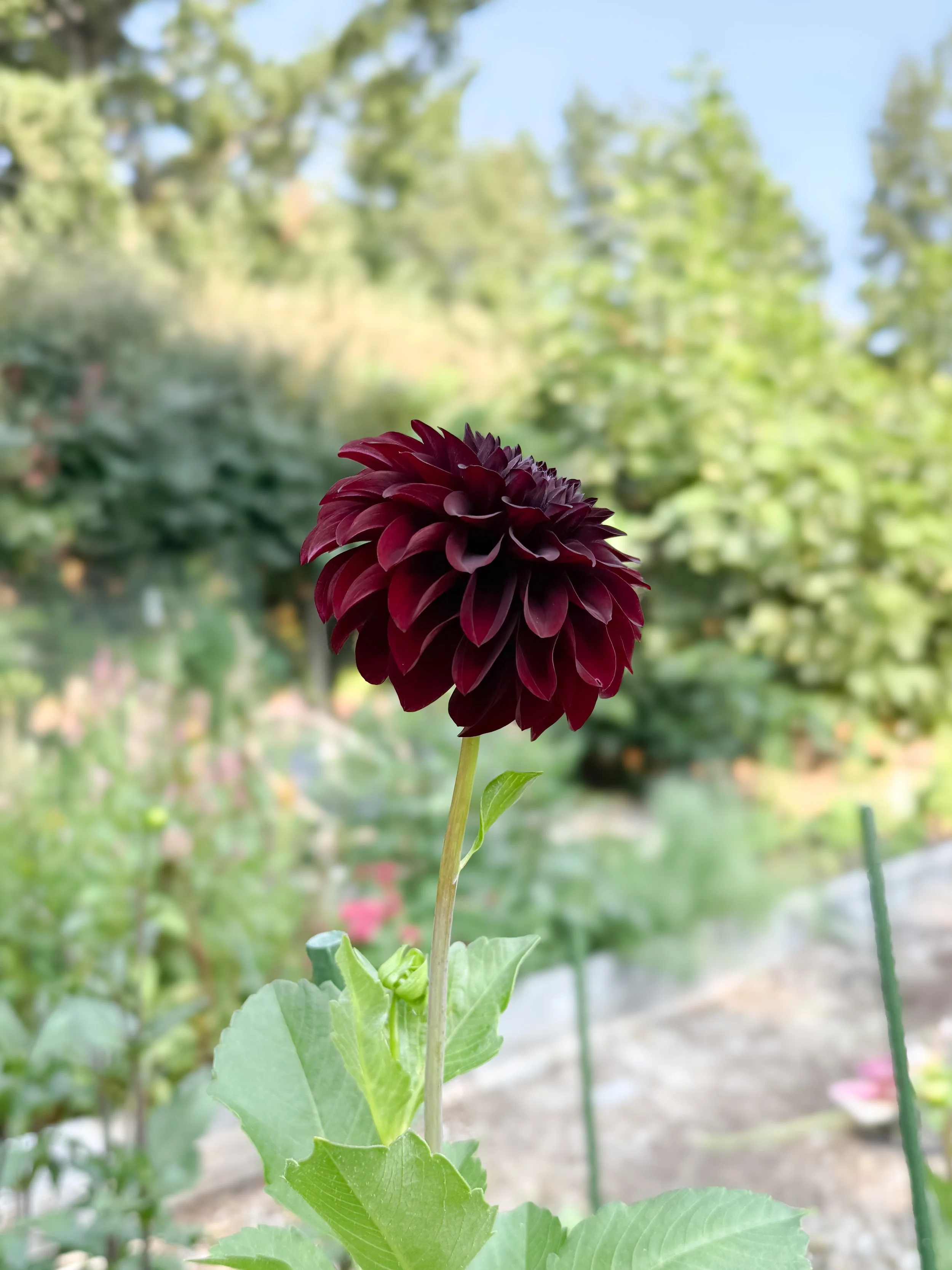 IMG_0626.jpeg