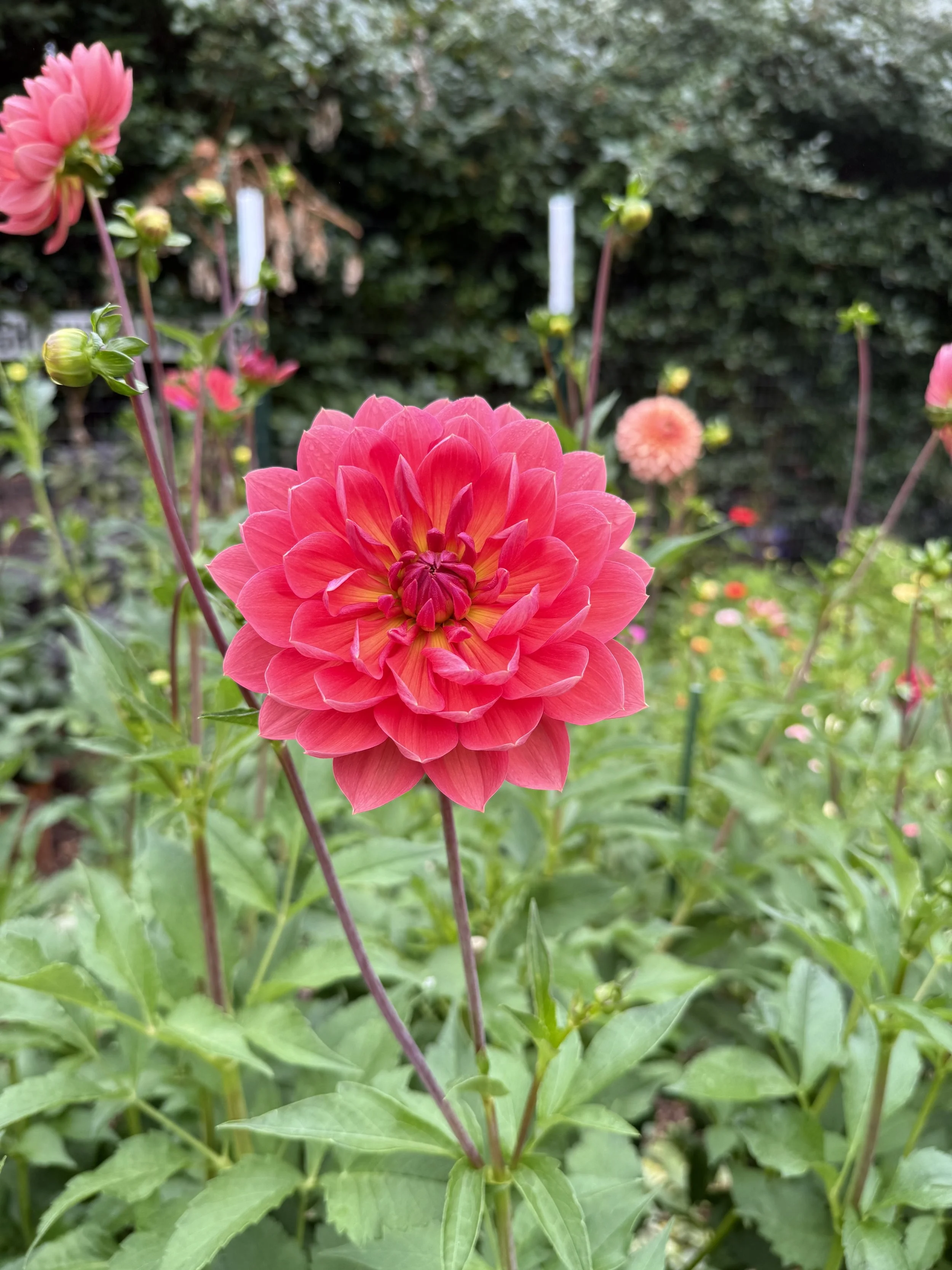 IMG_0442.jpeg